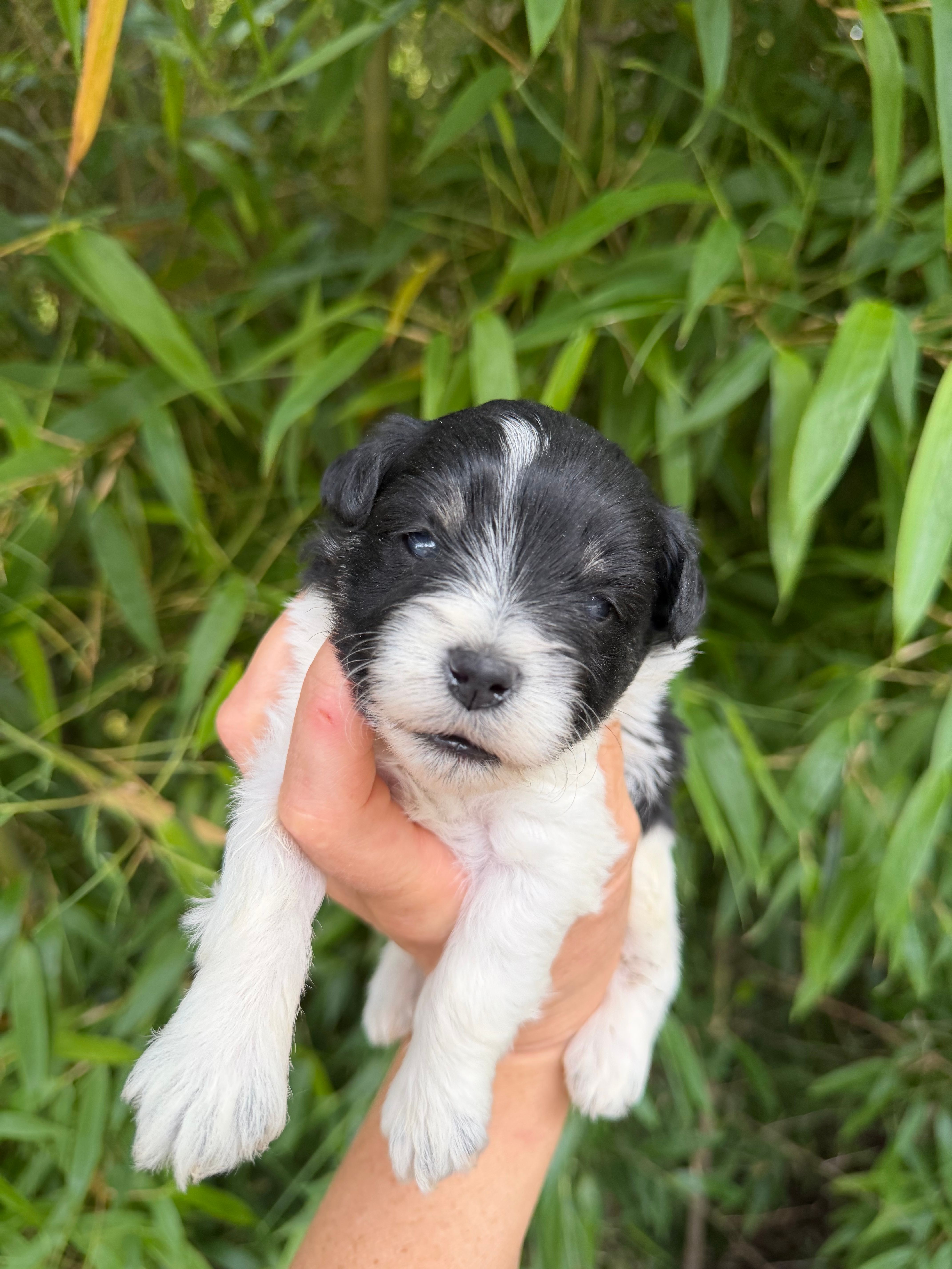Thomas Franklin  – Miniature Schnauzer puppy for sale in Glasgow, KY