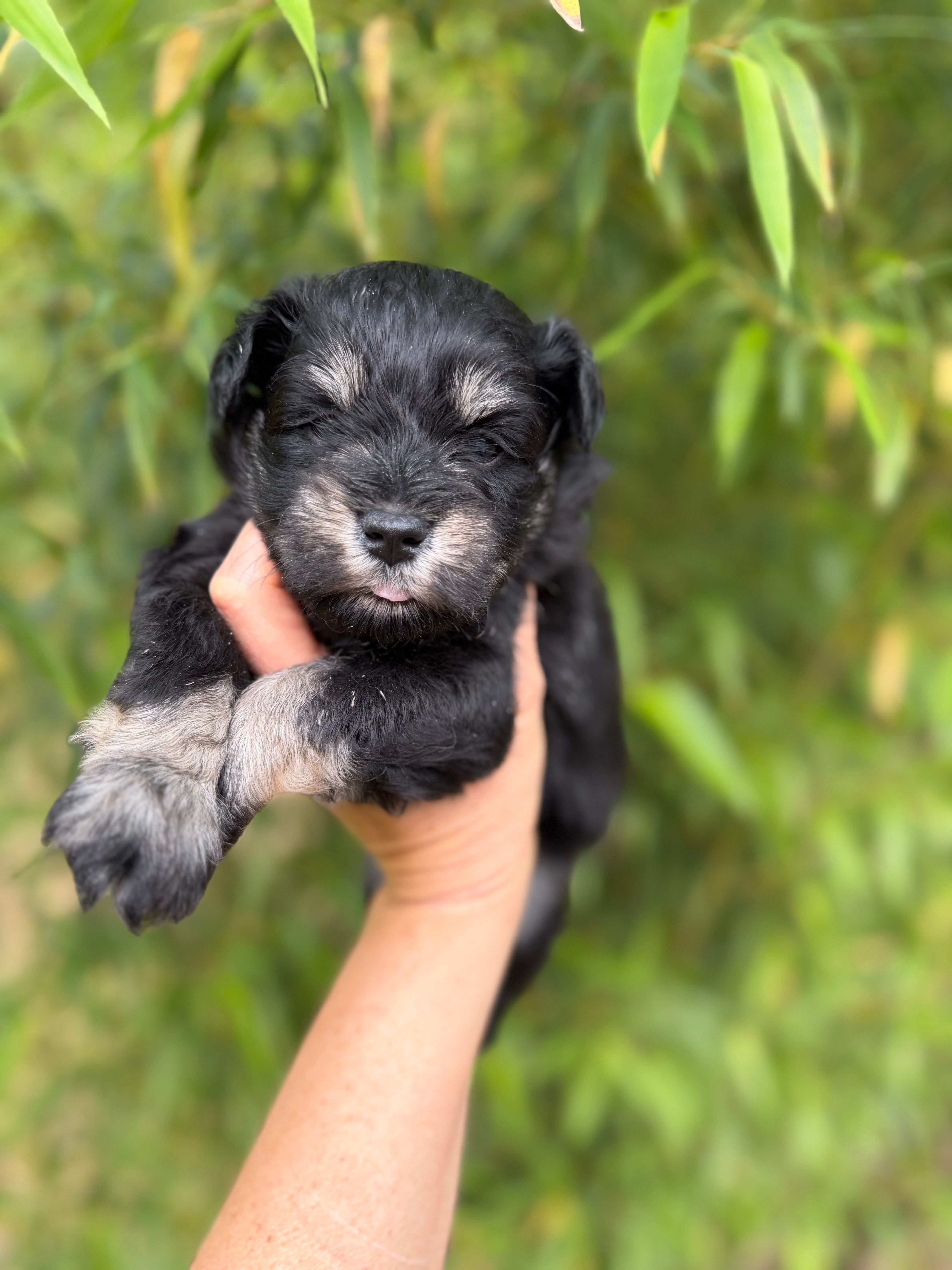 James  – Miniature Schnauzer puppy for sale in Glasgow, KY