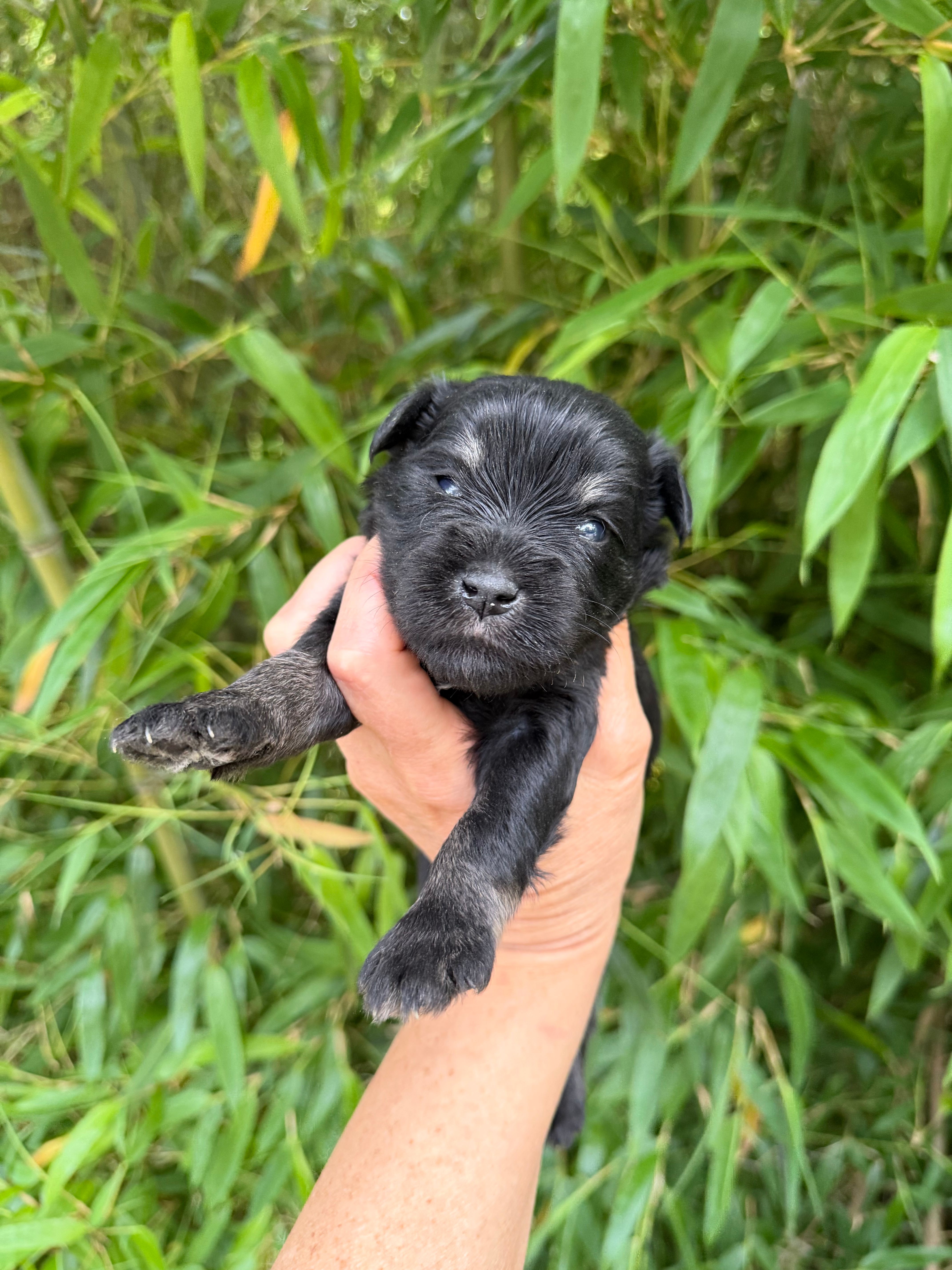 Zena May  – Miniature Schnauzer puppy for sale in Glasgow, KY