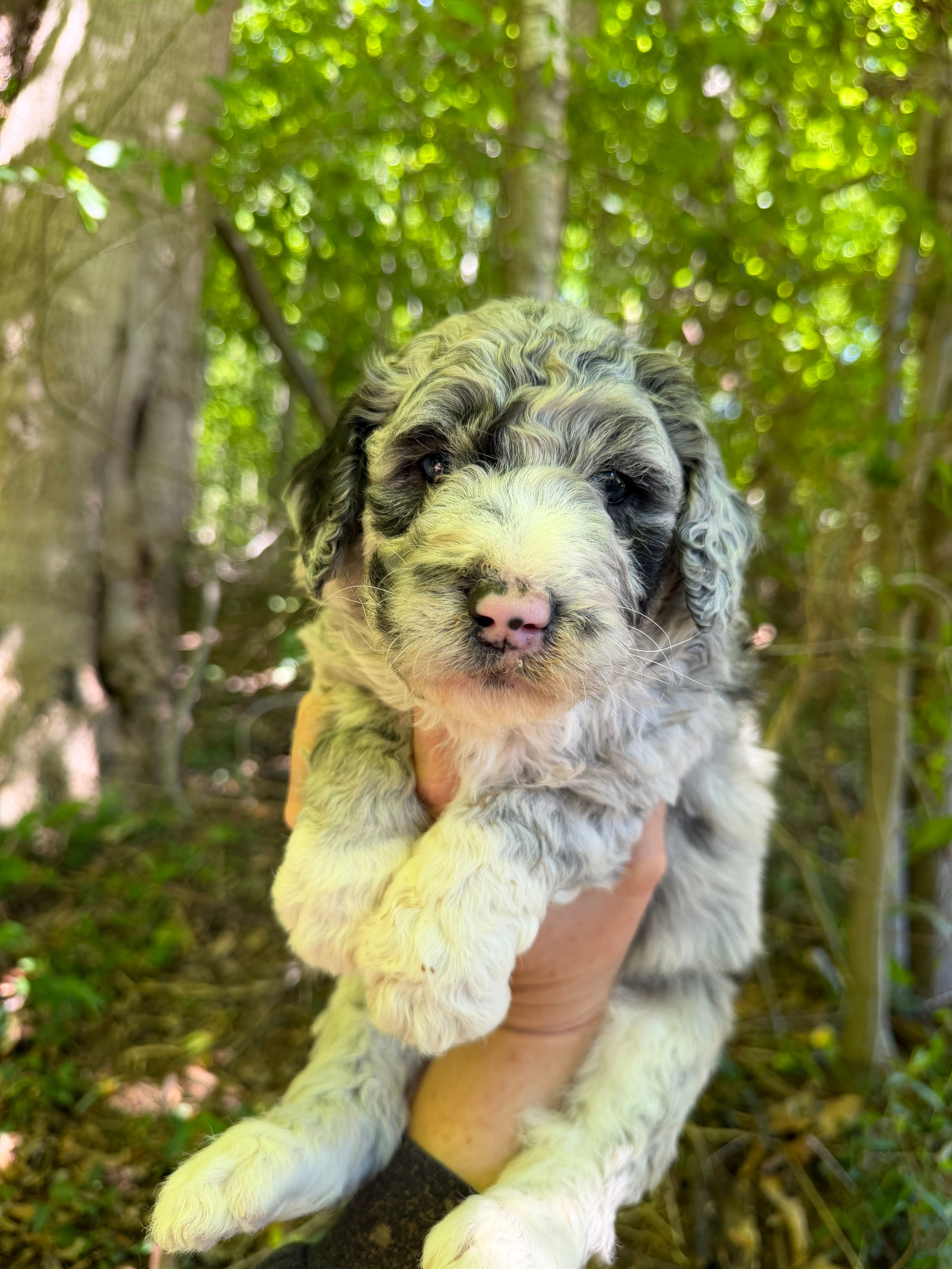 Fred – Aussiedoodle puppy for sale in Glasgow, KY