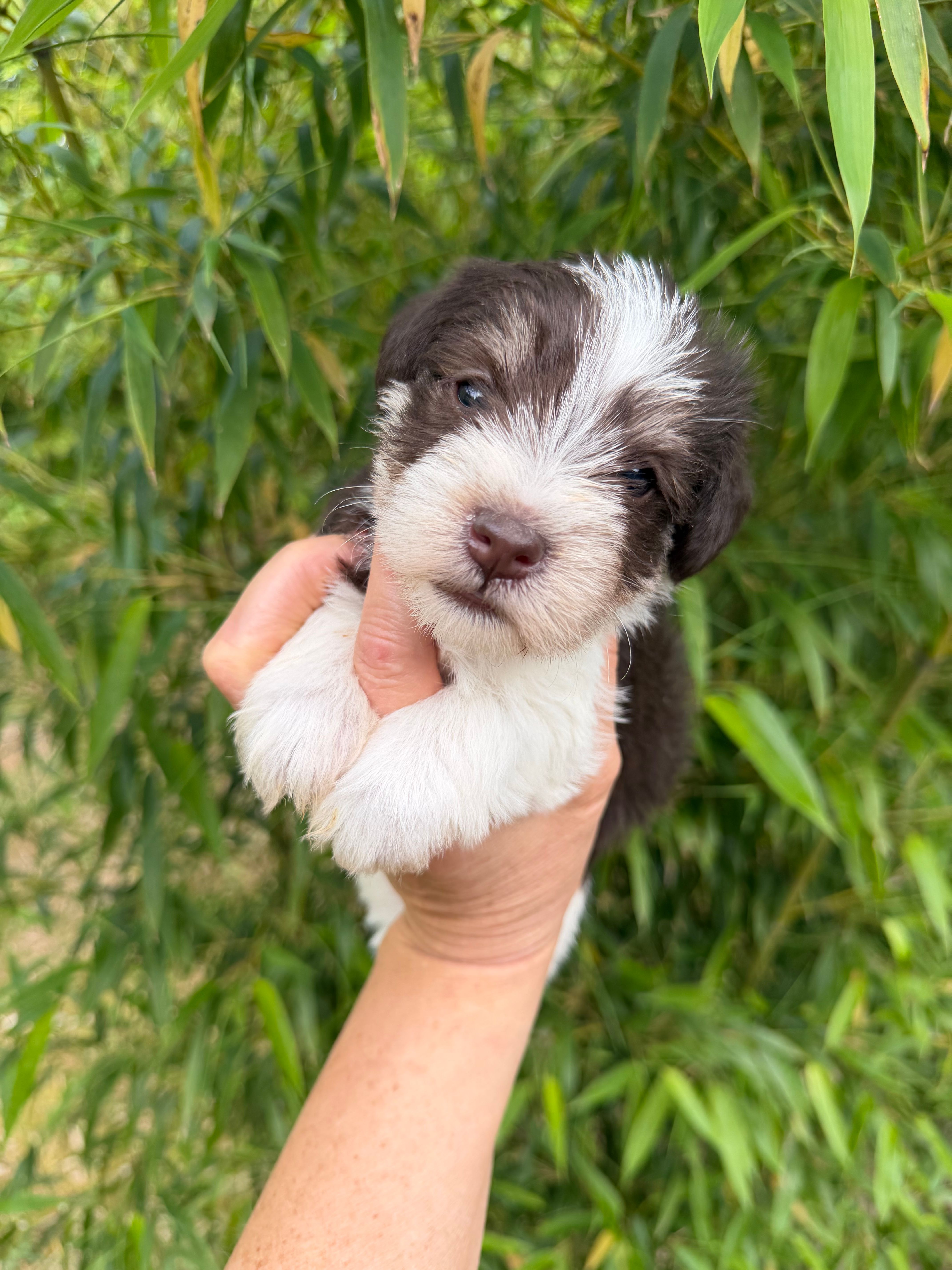 Nelson – Miniature Schnauzer puppy for sale in Glasgow, KY
