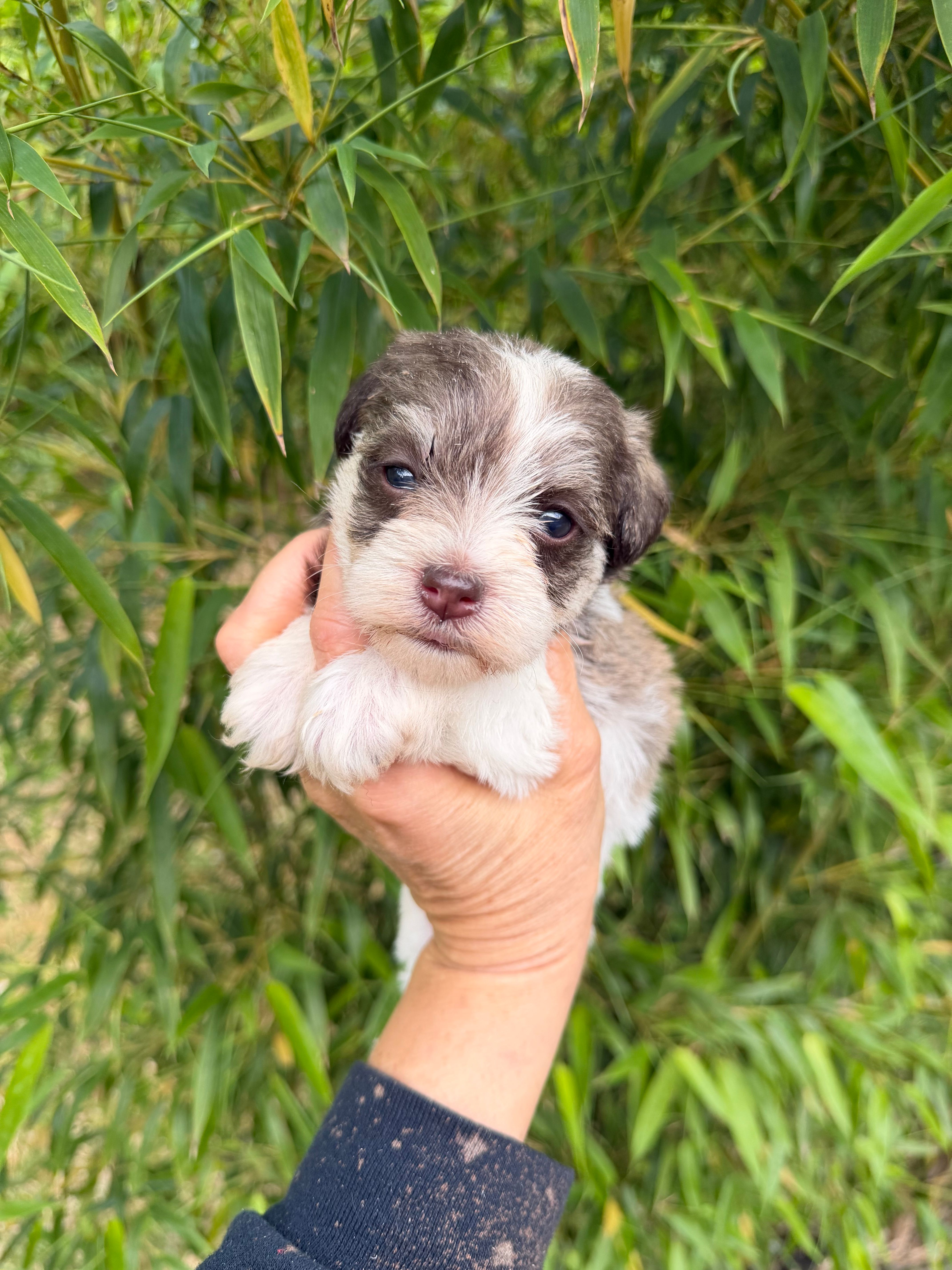 Faye  – Miniature Schnauzer puppy for sale in Glasgow, KY
