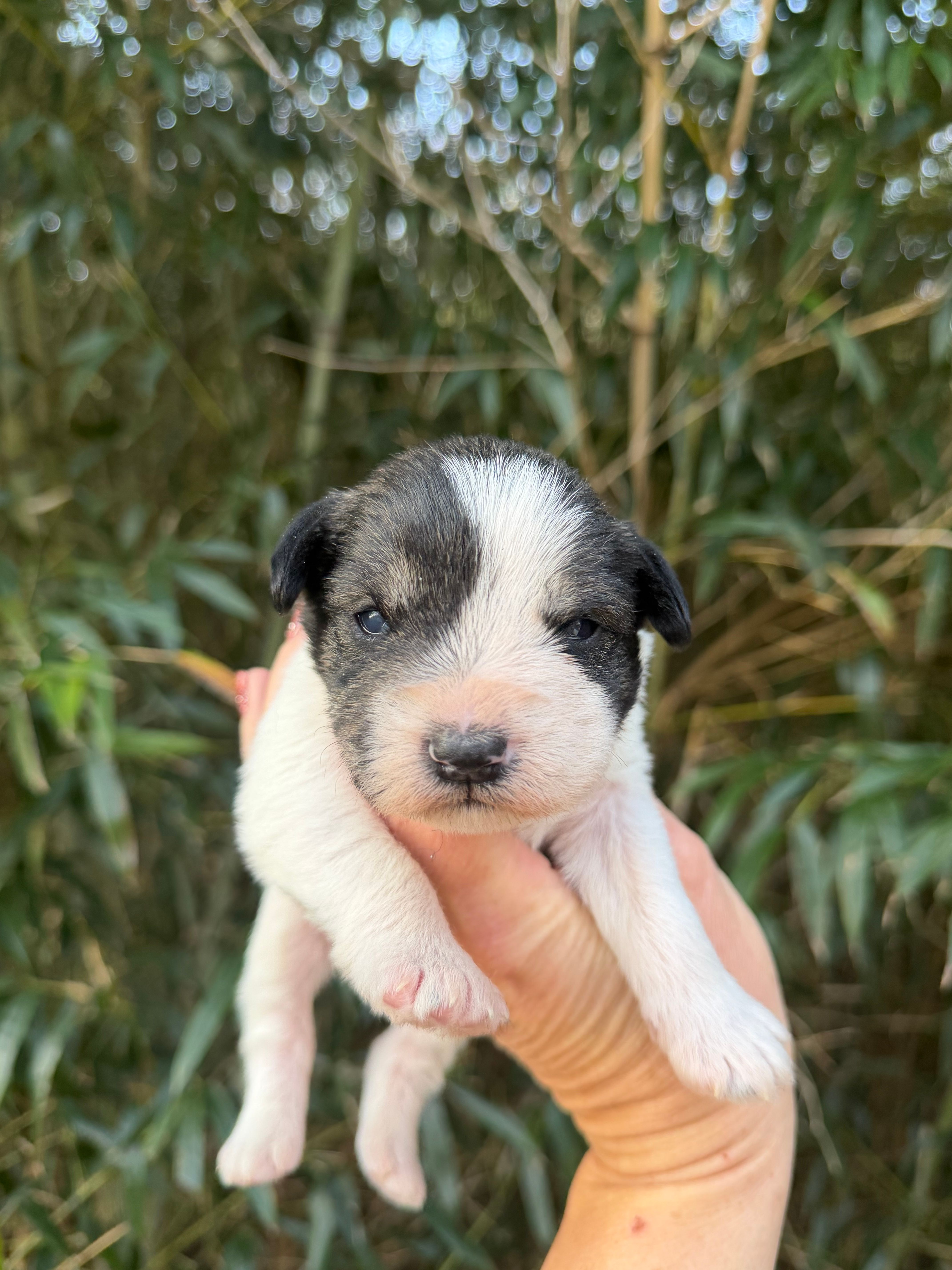 Ramsey  – Miniature Schnauzer puppy for sale in Glasgow, KY