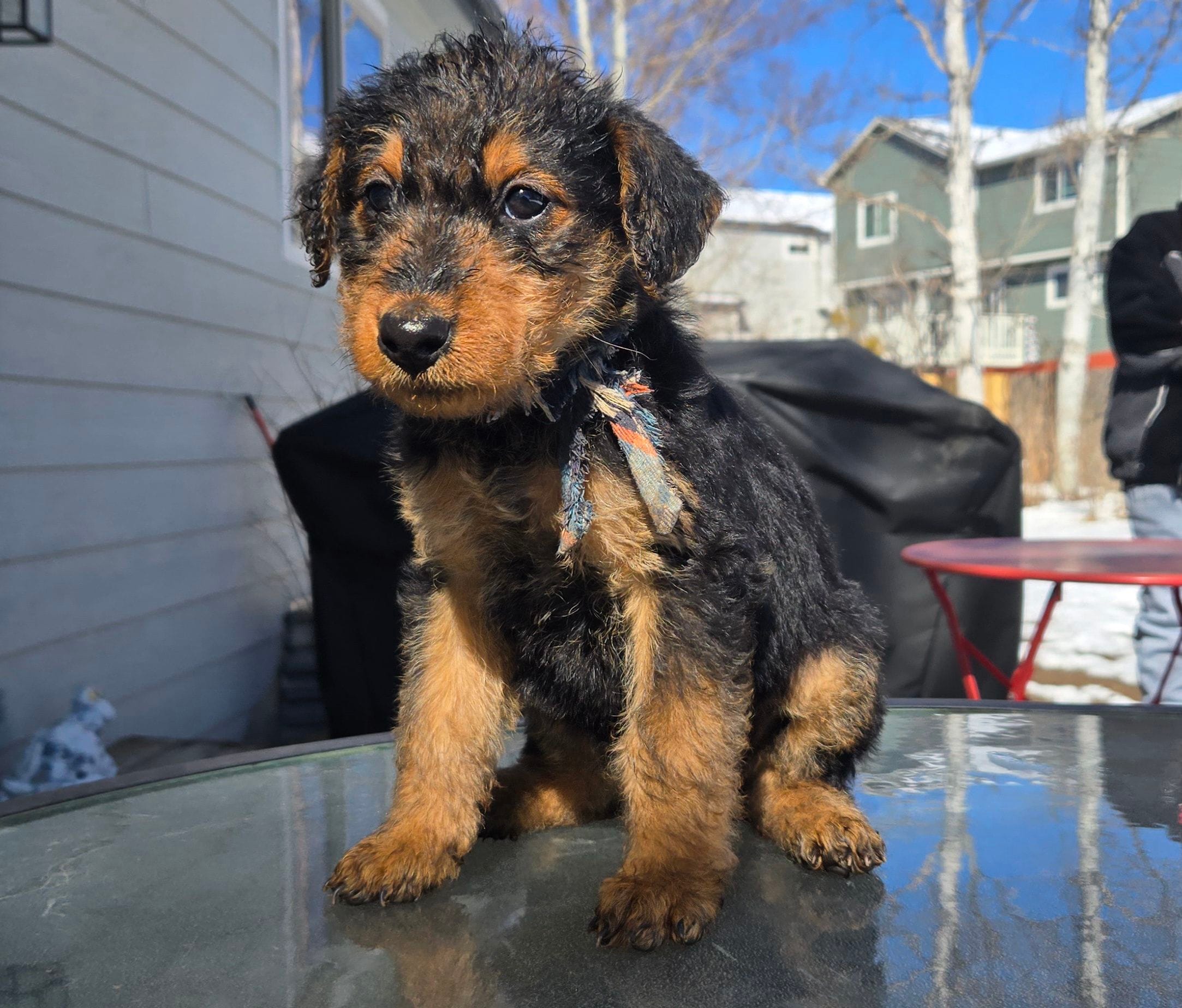 Girl 2 – Airedale Terrier puppy for sale in Aurora, CO