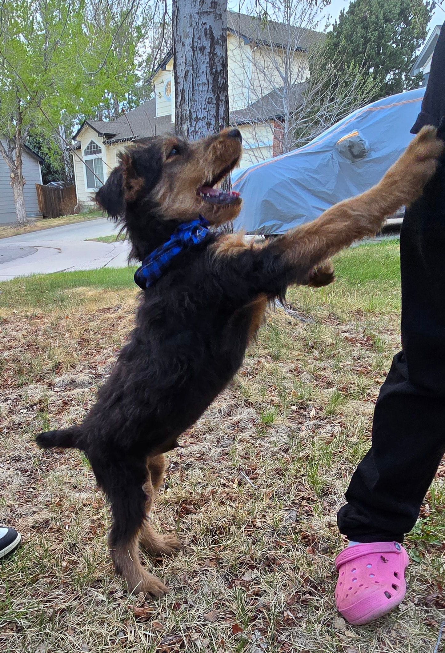 Chowder, a male Airedale Terrier for sale in Aurora, CO – Photo 6 of 7