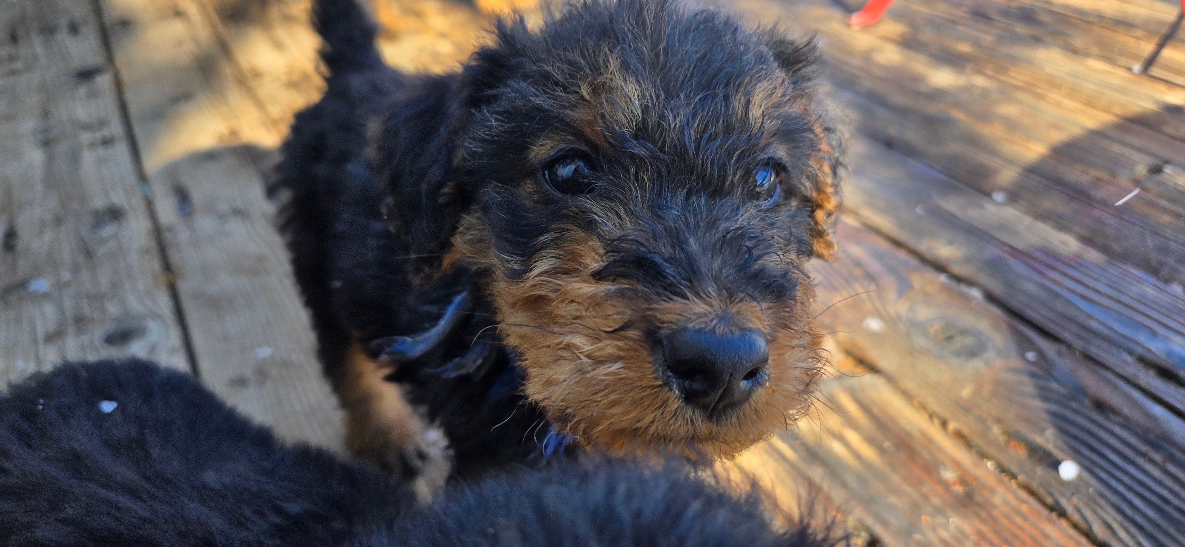 Boy, a male Airedale Terrier for sale in Aurora, CO – Photo 5 of 5