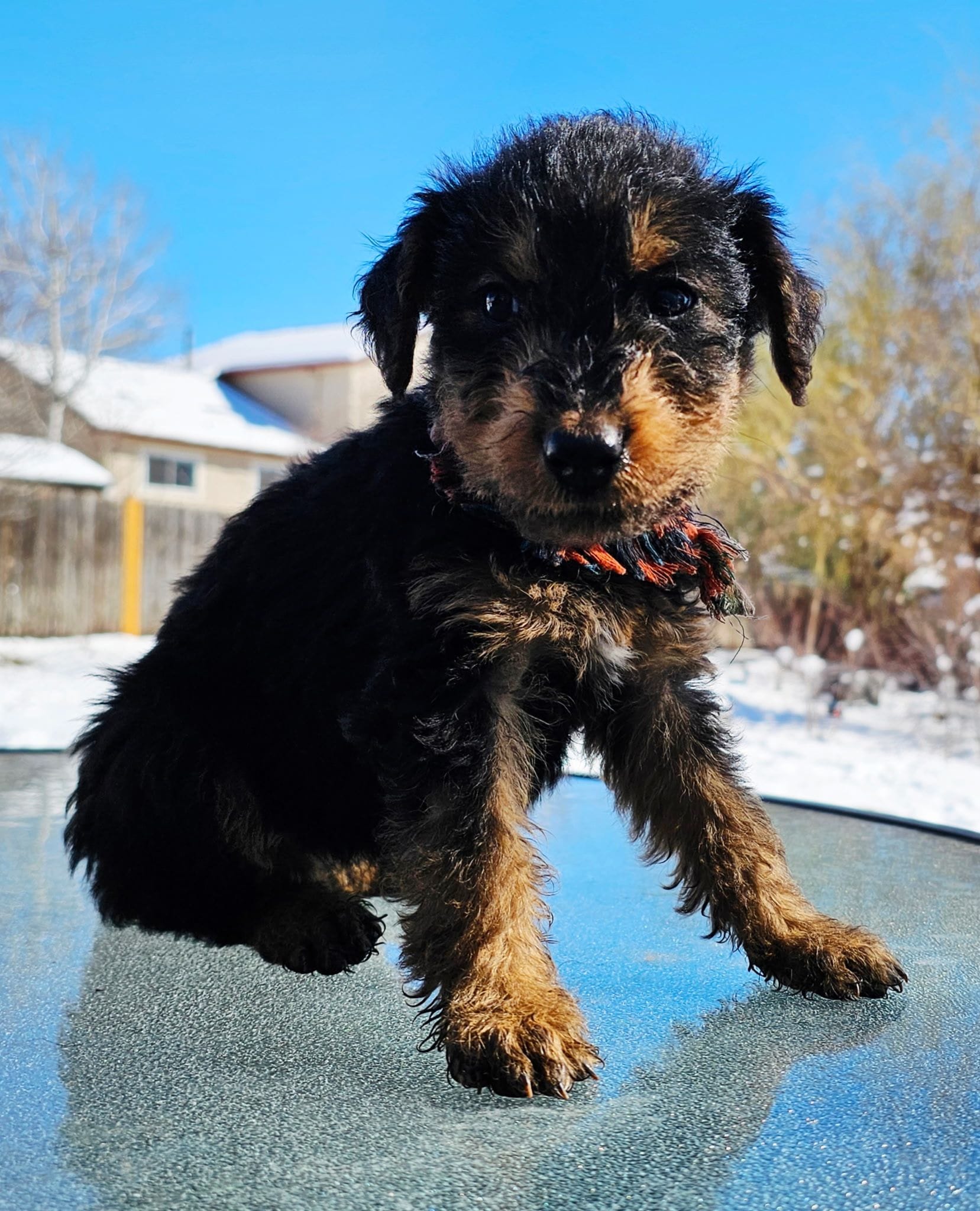 Girl 6, a female Airedale Terrier for sale in Aurora, CO – Photo 2 of 5
