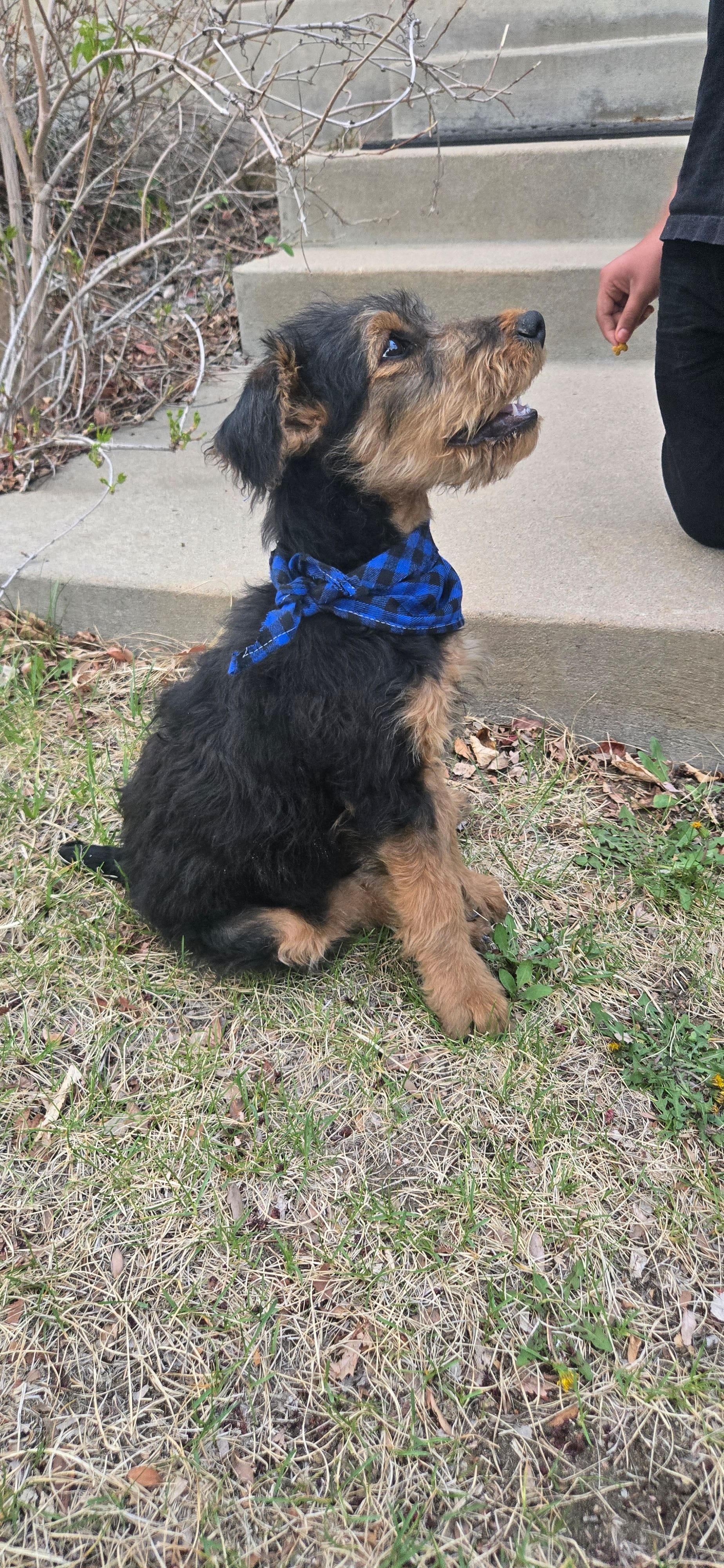 Chowder, a male Airedale Terrier for sale in Aurora, CO – Photo 4 of 7