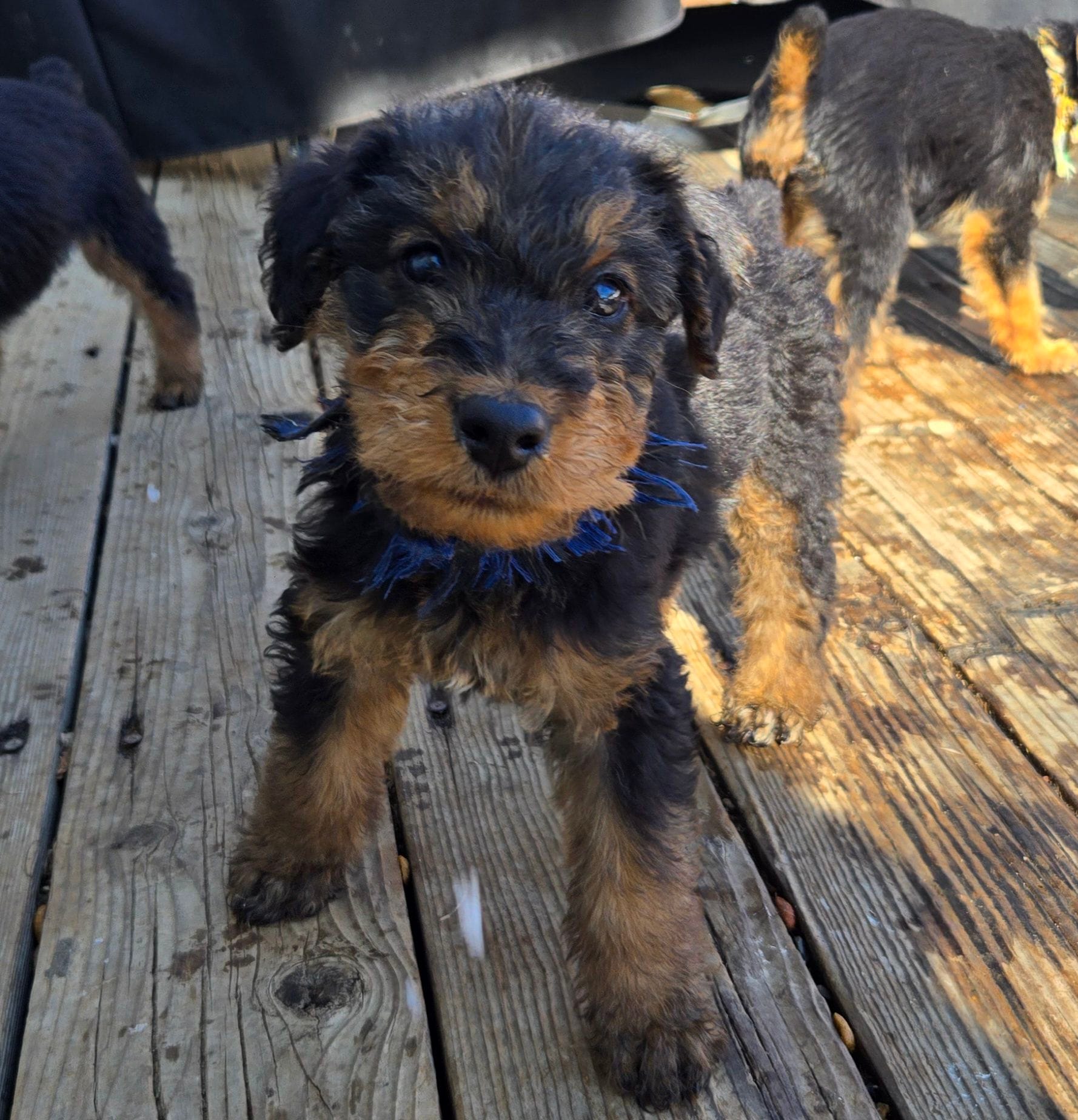 Boy, a male Airedale Terrier for sale in Aurora, CO – Photo 4 of 5