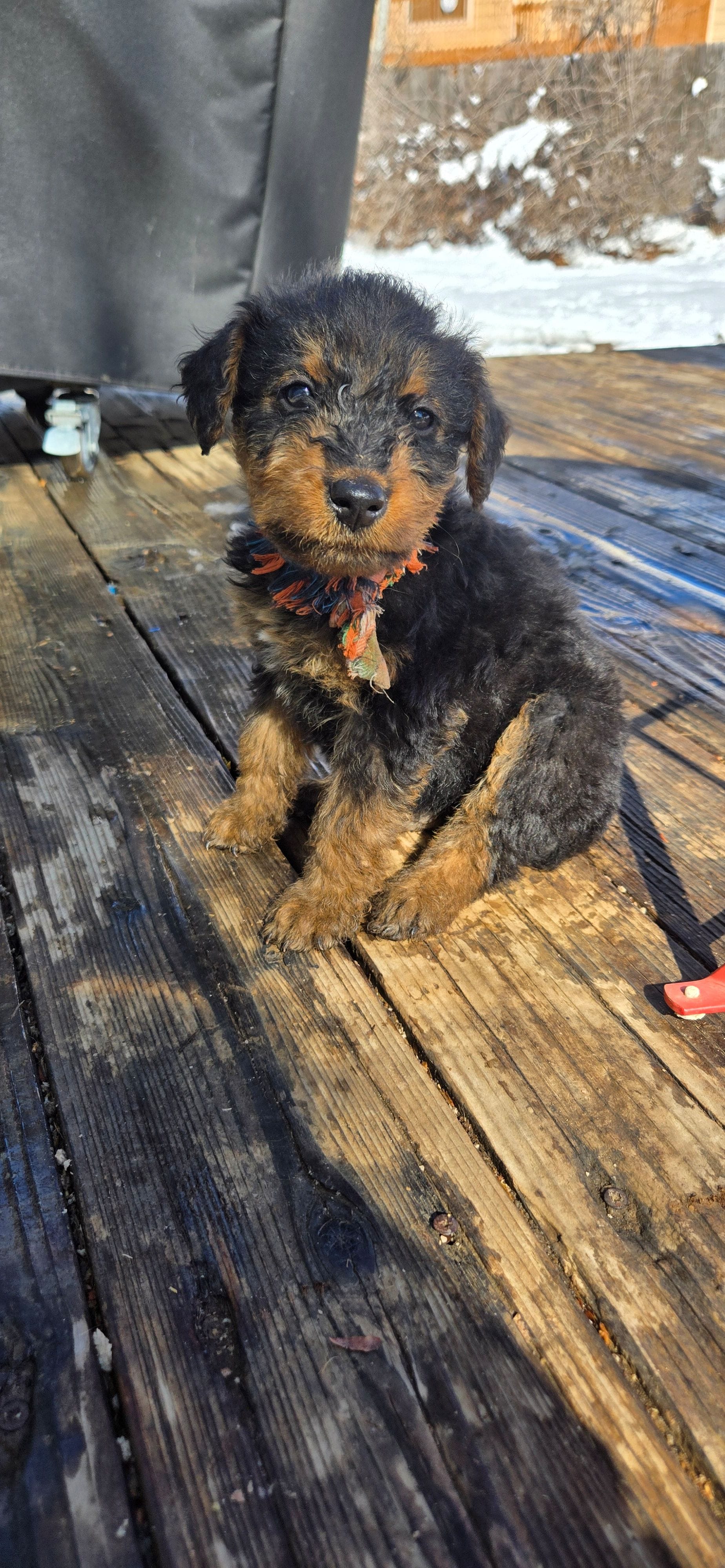 Girl 6, a female Airedale Terrier for sale in Aurora, CO – Photo 4 of 5