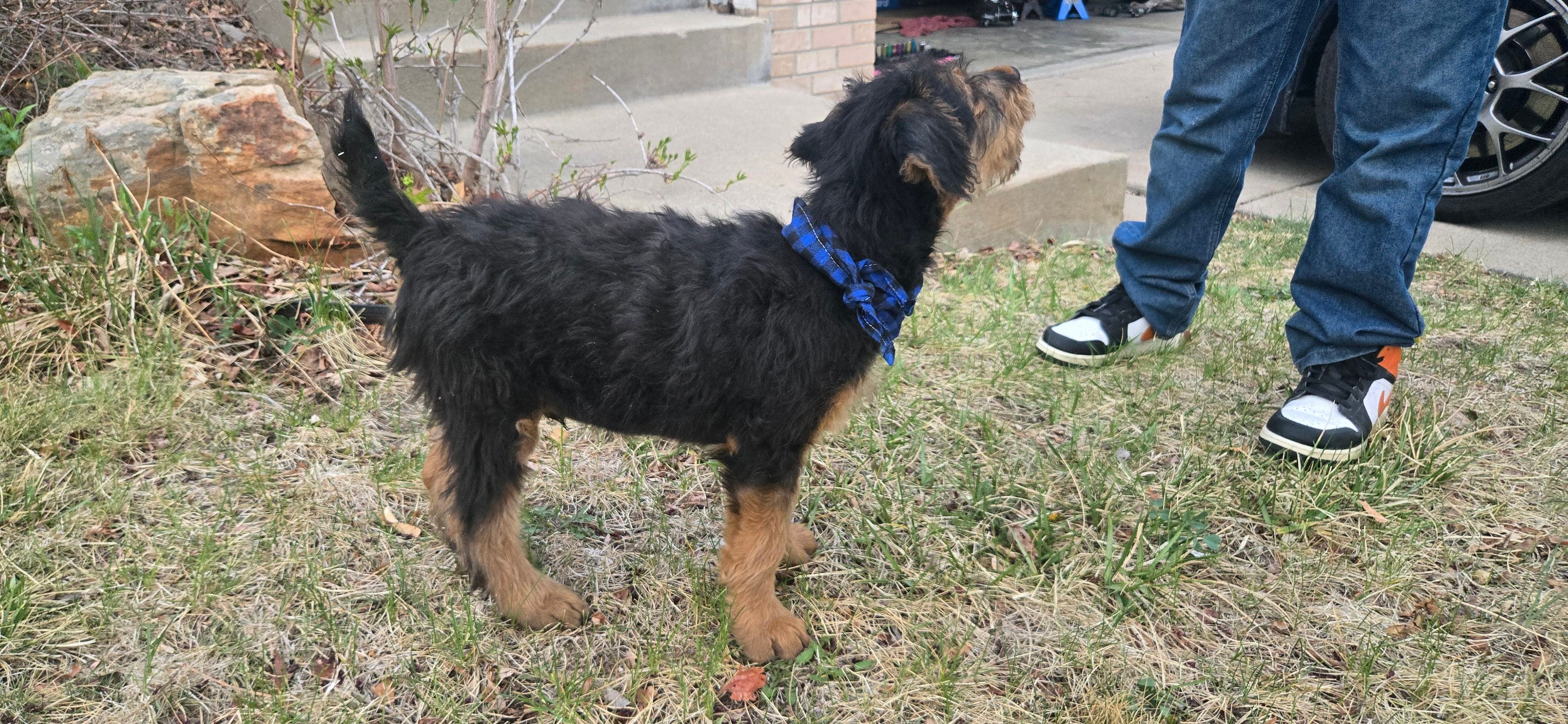 Chowder, a male Airedale Terrier for sale in Aurora, CO – Photo 7 of 7