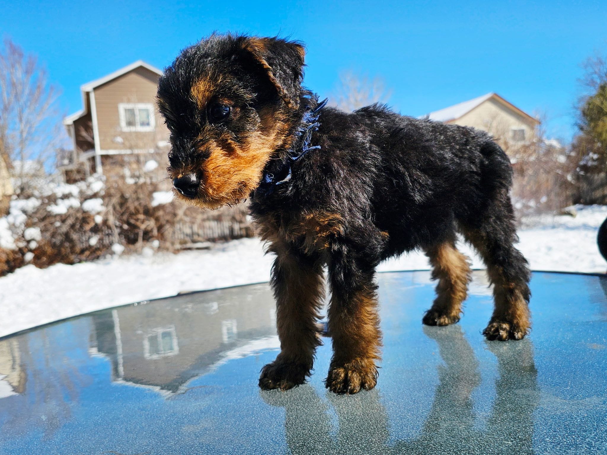Boy, a male Airedale Terrier for sale in Aurora, CO – Photo 3 of 5