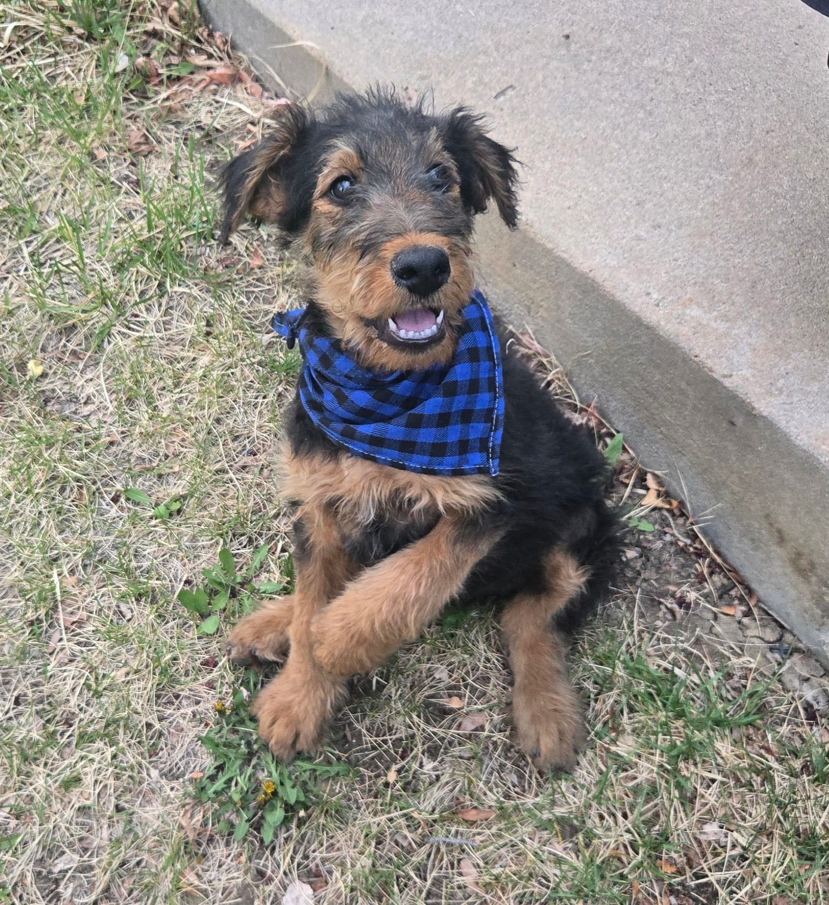 Chowder – Airedale Terrier puppy for sale in Aurora, CO