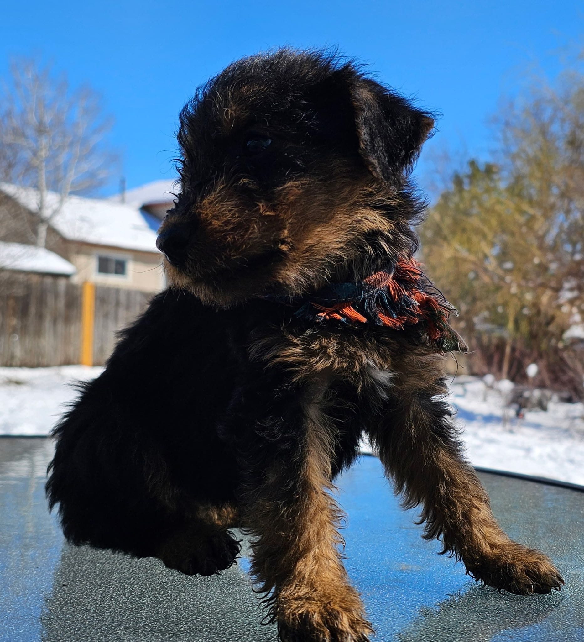 Girl 6, a female Airedale Terrier for sale in Aurora, CO – Photo 3 of 5