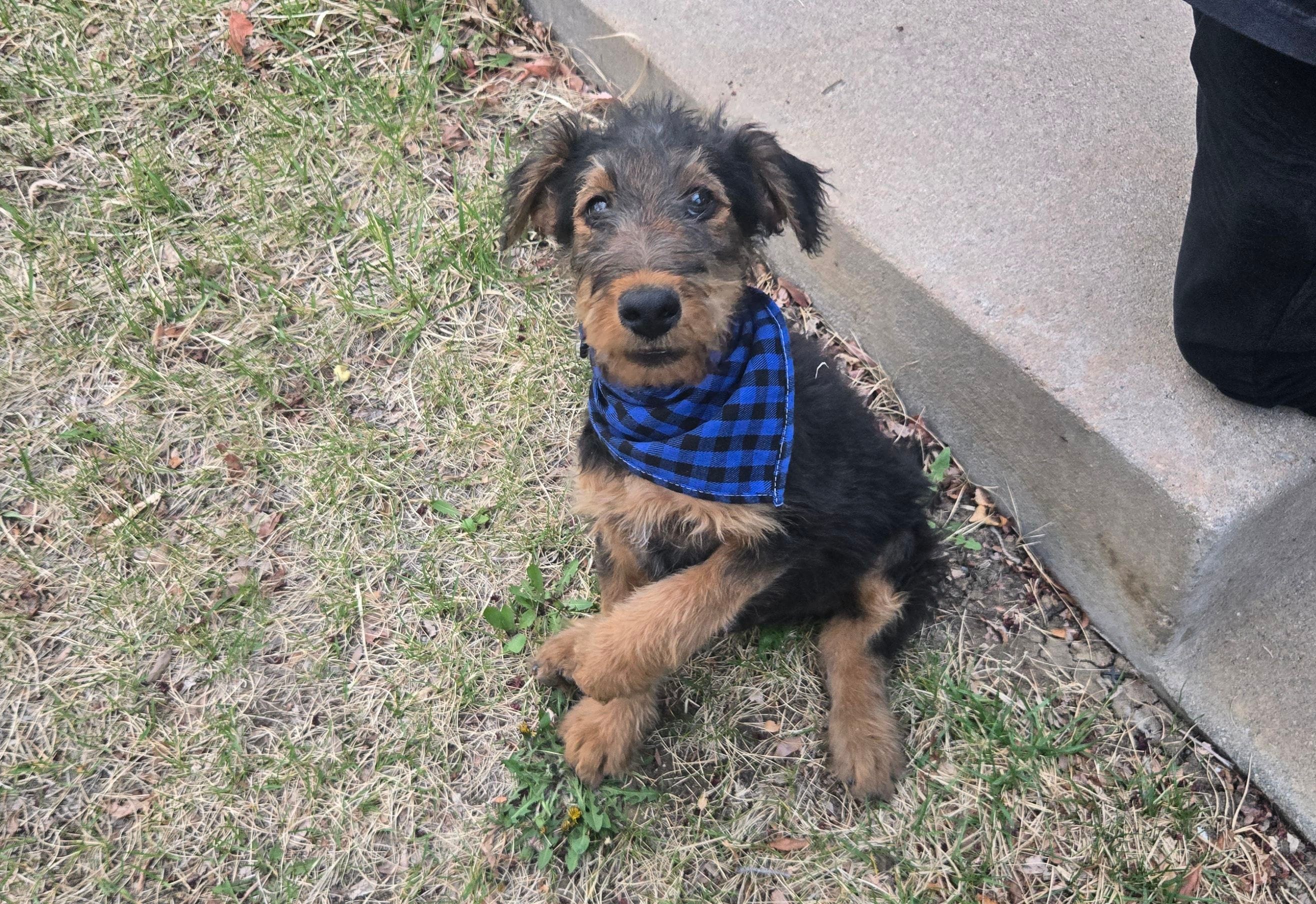 Chowder, a male Airedale Terrier for sale in Aurora, CO – Photo 5 of 7