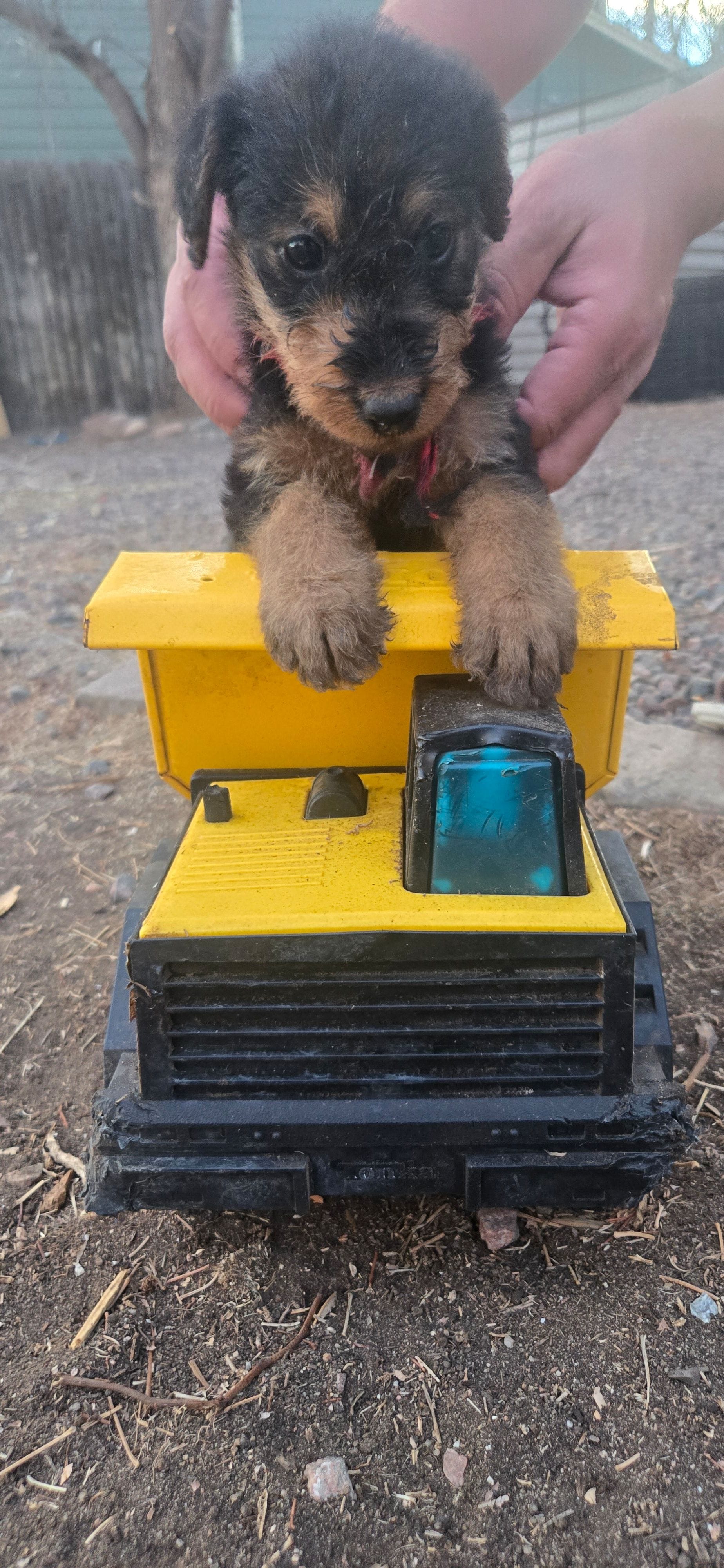 Girl 8, a female Airedale Terrier for sale in Aurora, CO – Photo 4 of 4