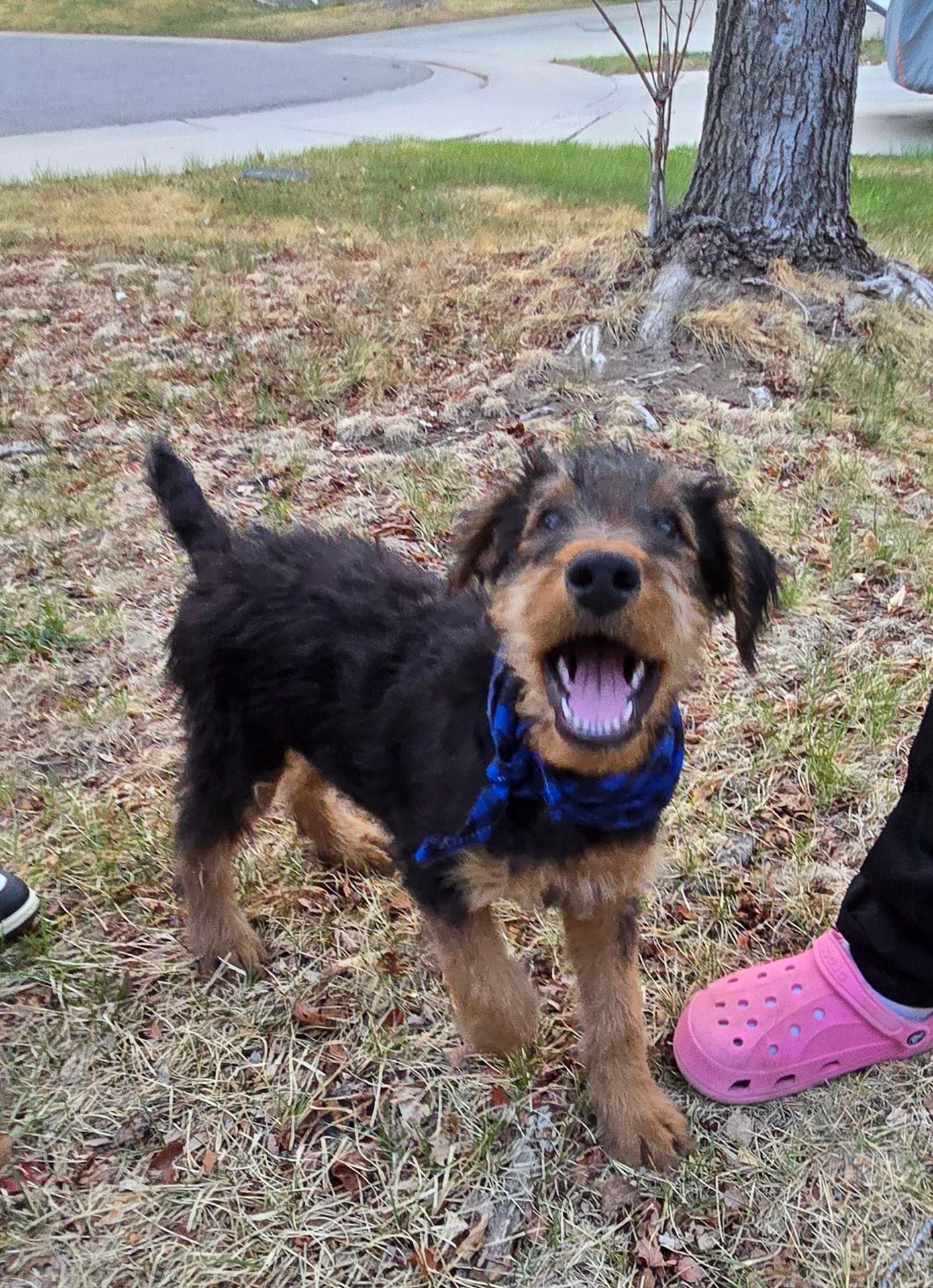 Chowder, a male Airedale Terrier for sale in Aurora, CO – Photo 3 of 7