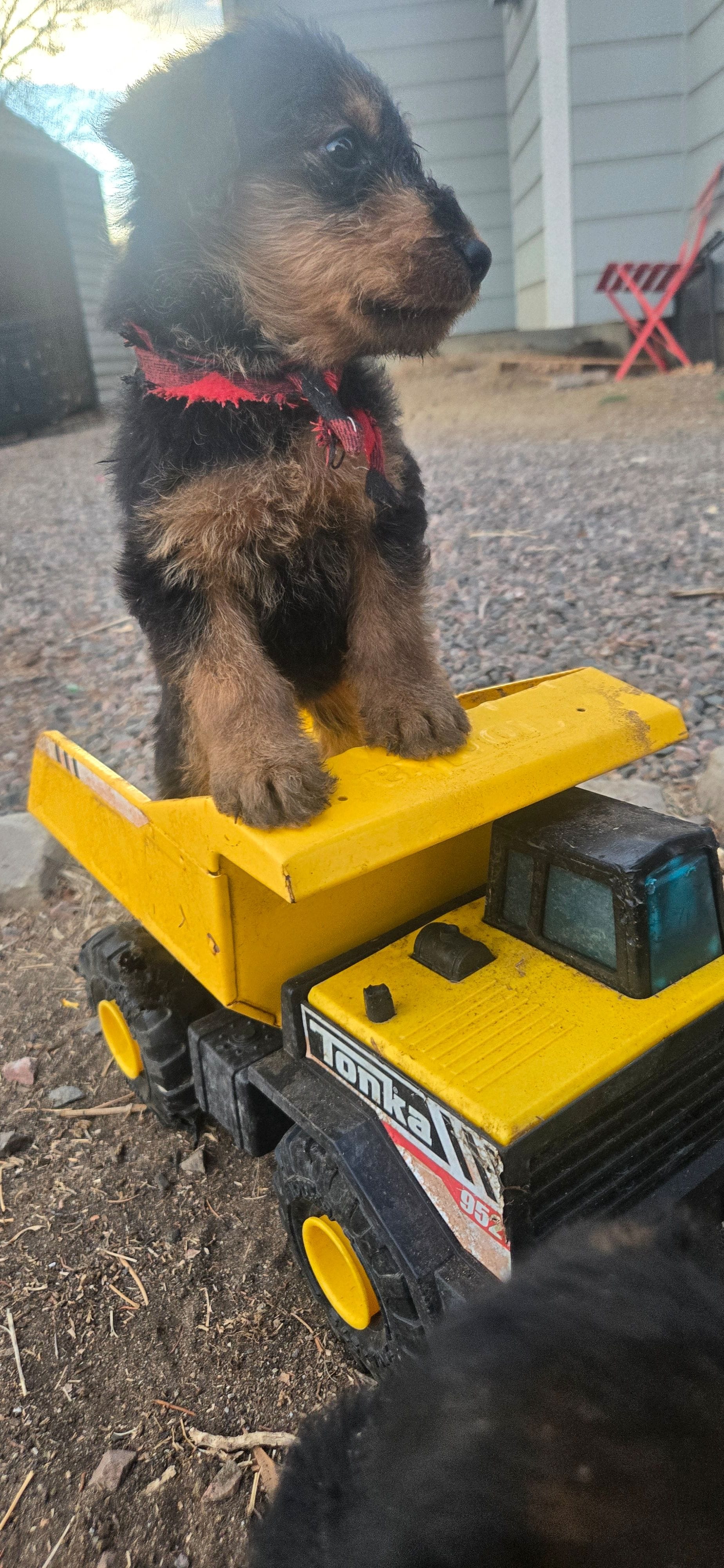 Girl 8, a female Airedale Terrier for sale in Aurora, CO – Photo 3 of 4