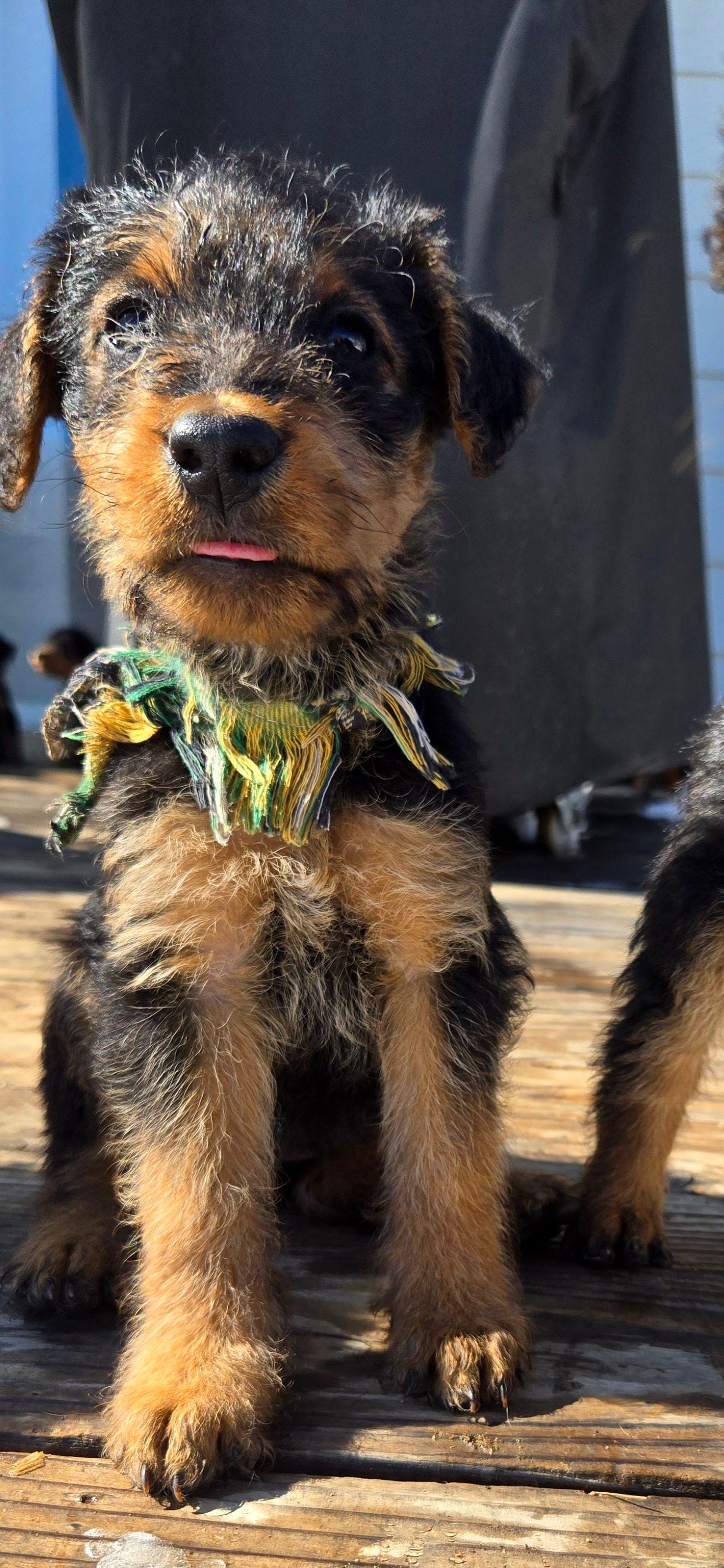 Girl 4 – Airedale Terrier puppy for sale in Aurora, CO