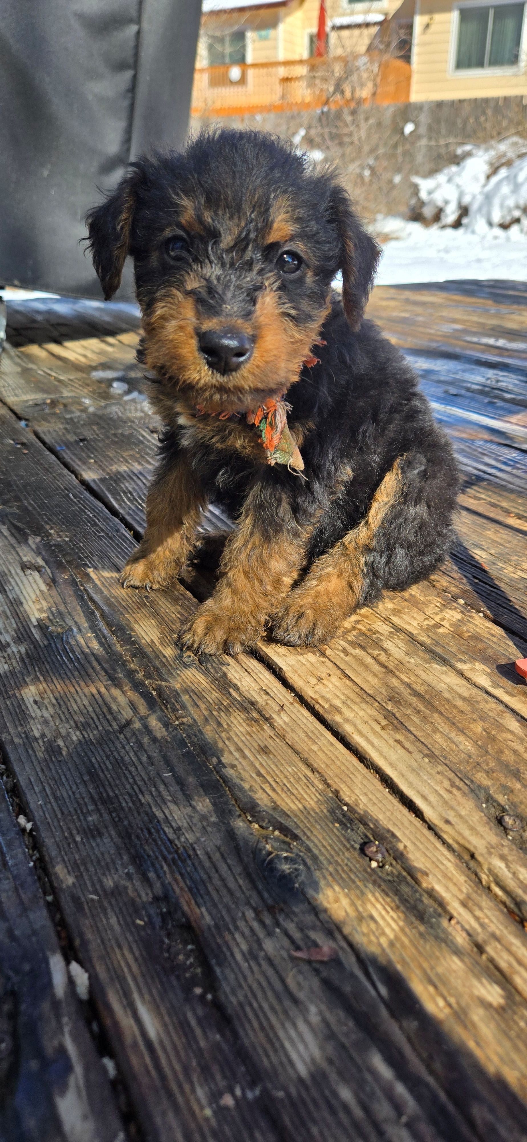 Girl 6, a female Airedale Terrier for sale in Aurora, CO – Photo 5 of 5