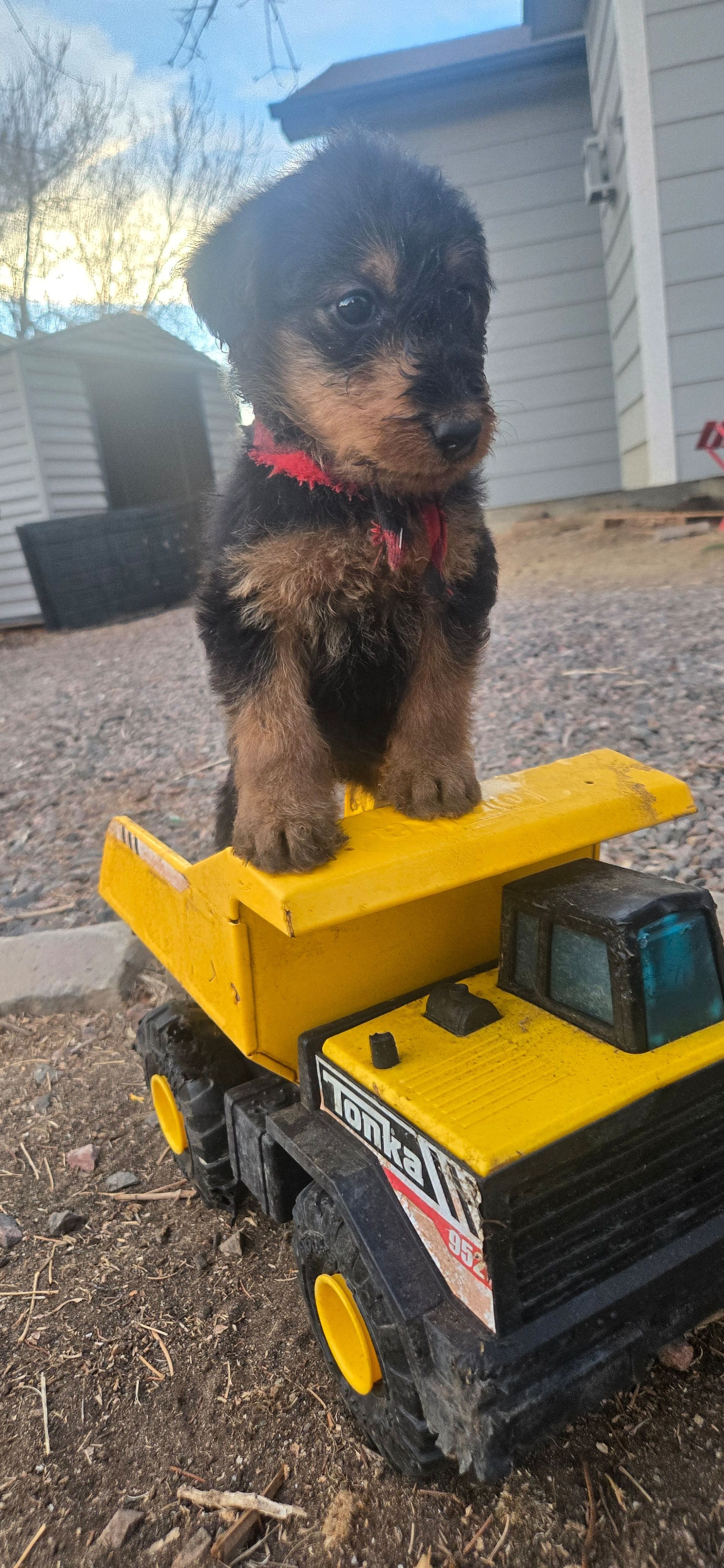Girl 8 – Airedale Terrier puppy for sale in Aurora, CO