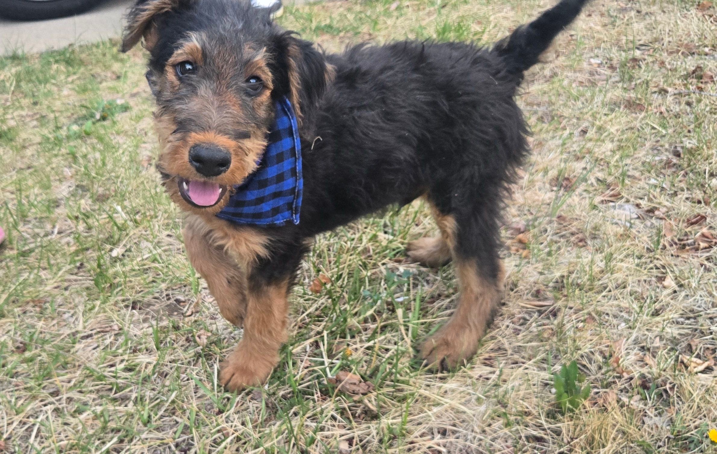 Chowder, a male Airedale Terrier for sale in Aurora, CO – Photo 2 of 7