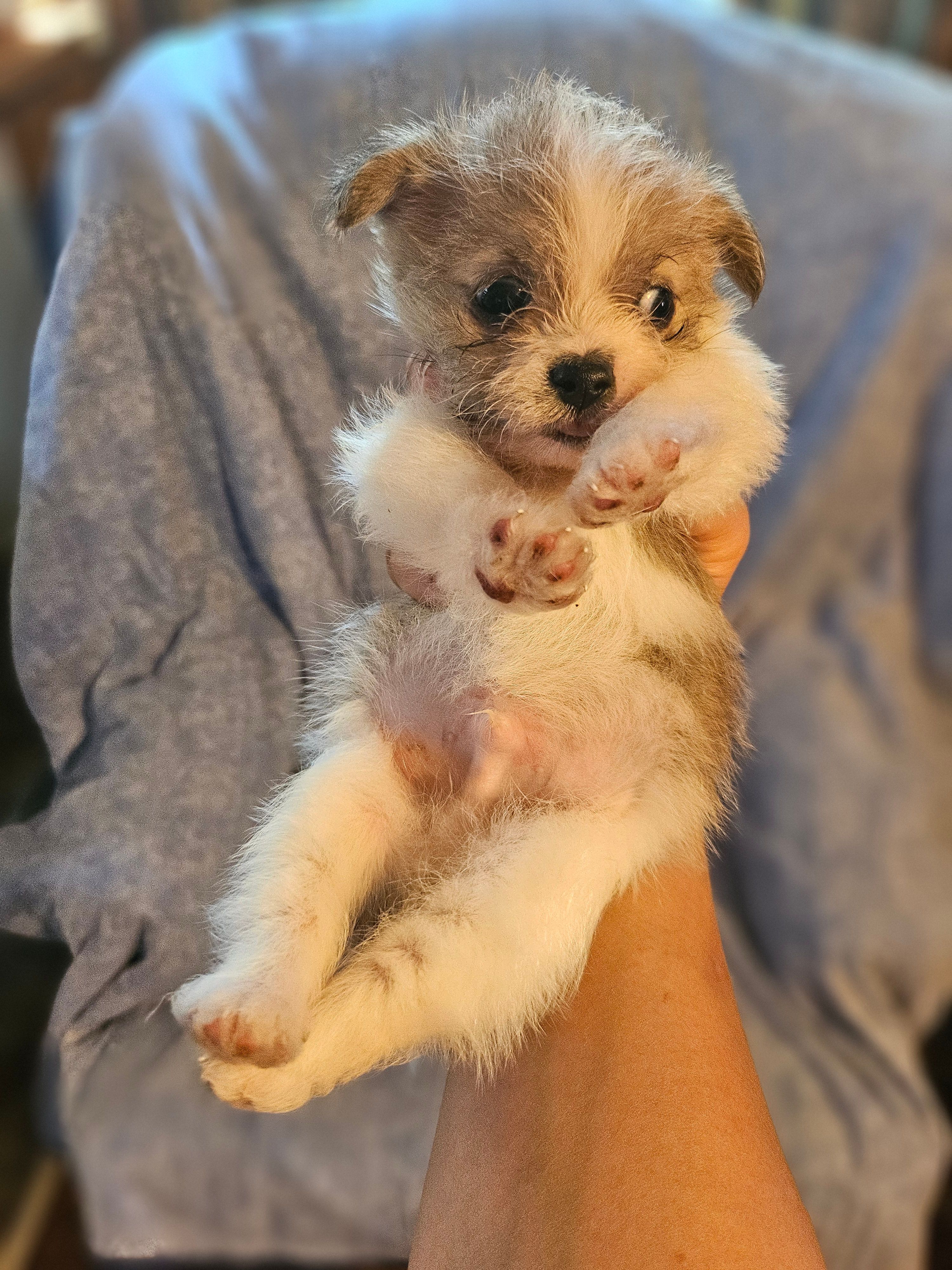 Tommy – Chihuahua, Shih Tzu puppy for sale in Diamond, MO