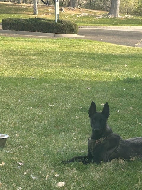 Adult Female – Belgian Malinois puppy for sale in Mesa, AZ