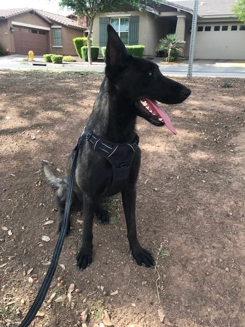 Adult Female – Belgian Malinois puppy for sale in Mesa, AZ