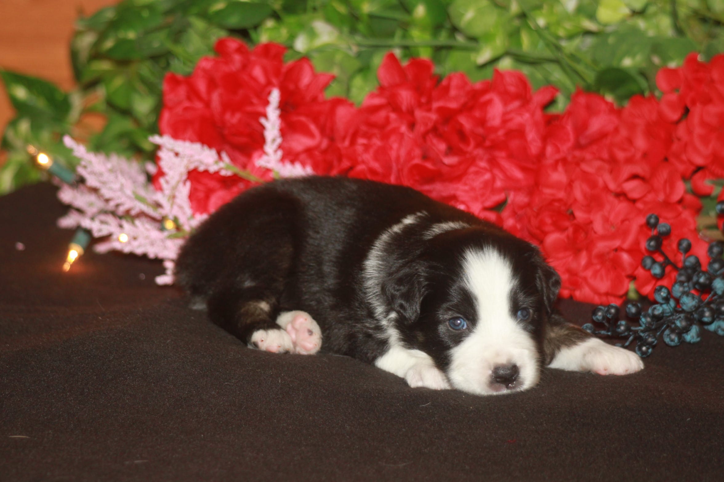 SAMUEL – Miniature American Shepherd puppy for sale in Glencoe, MN