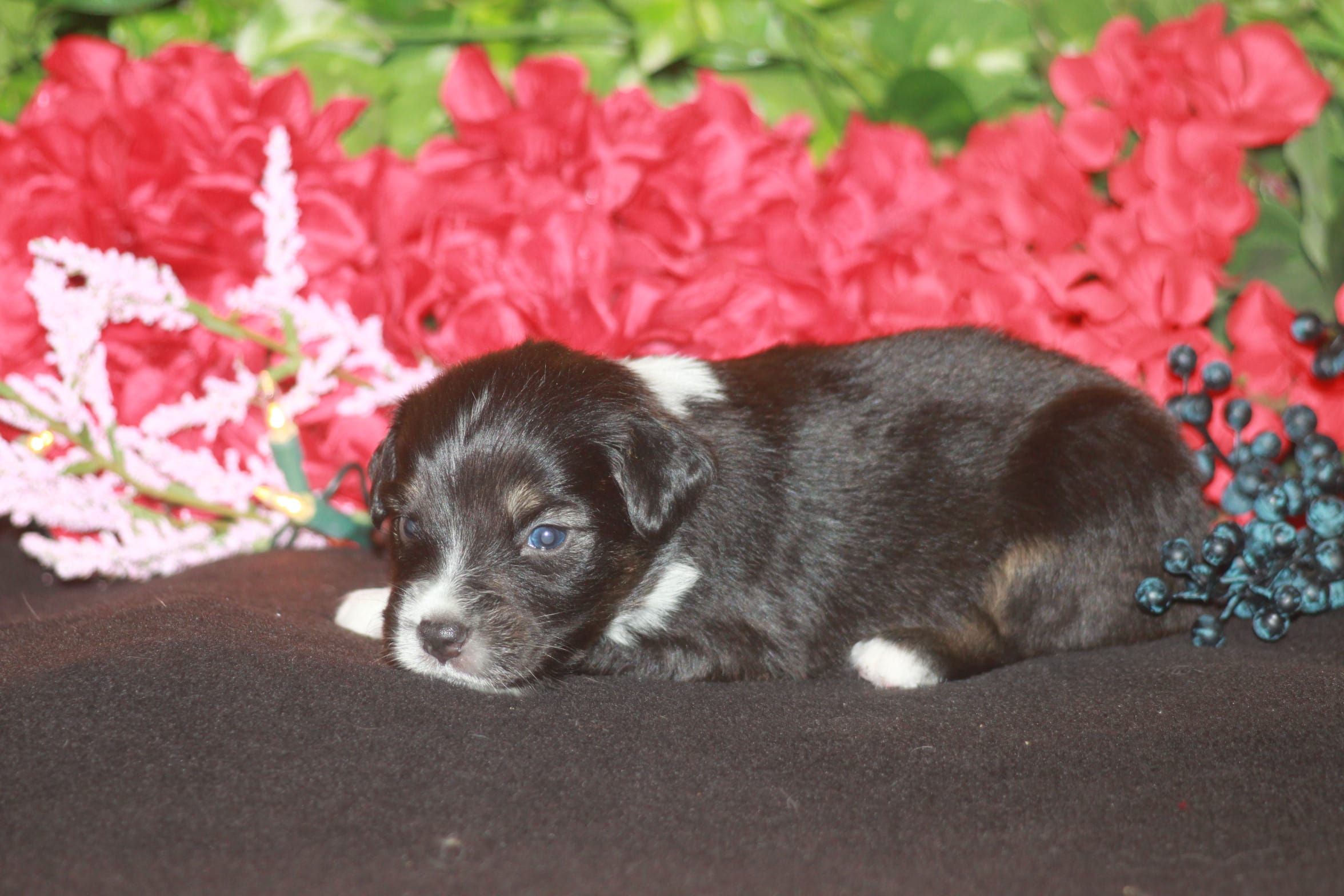 ARLO – Miniature American Shepherd puppy for sale in Glencoe, MN
