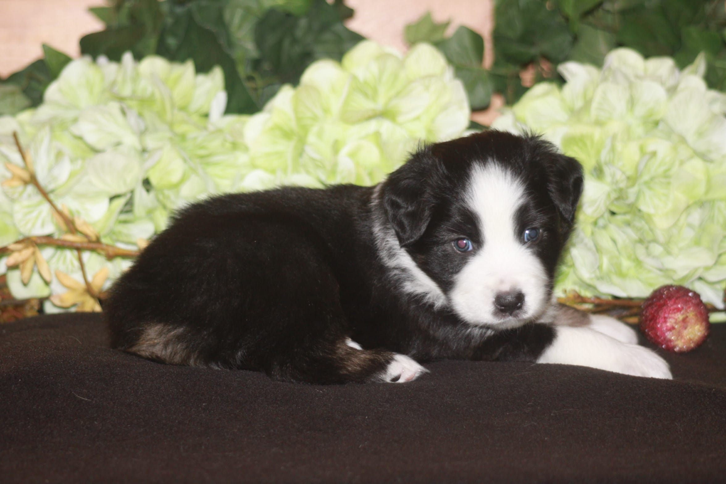 SAMUEL – Miniature American Shepherd puppy for sale in Glencoe, MN