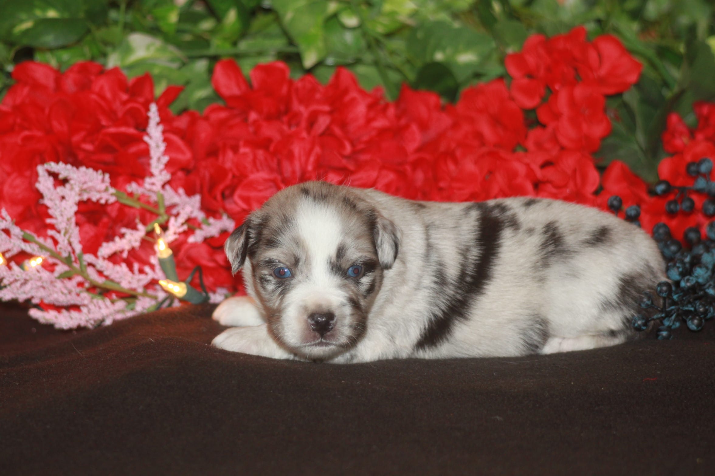 ENZO – Miniature American Shepherd puppy for sale in Glencoe, MN