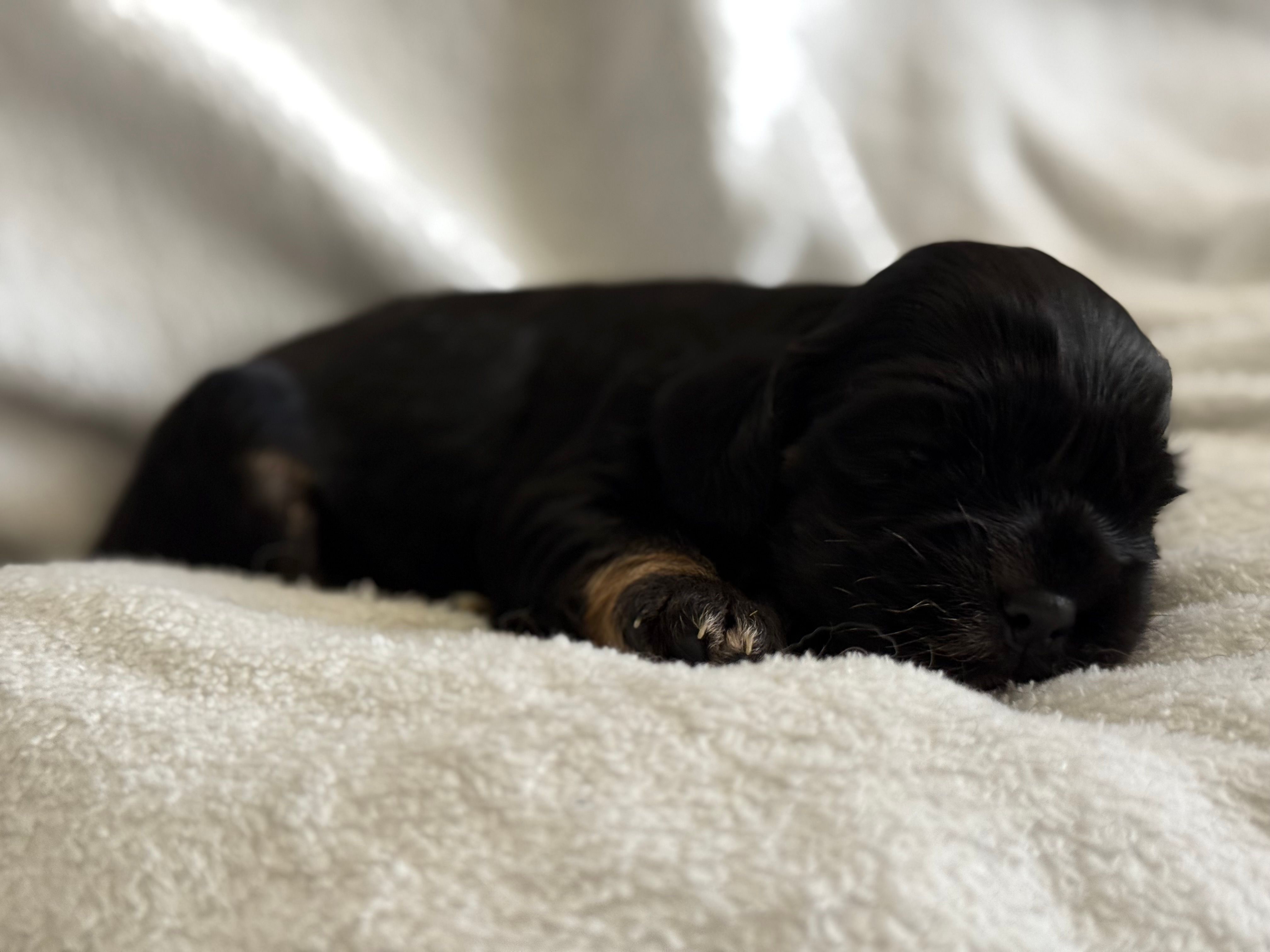 Female – Cocker Spaniel puppy for sale in Zanesville, OH