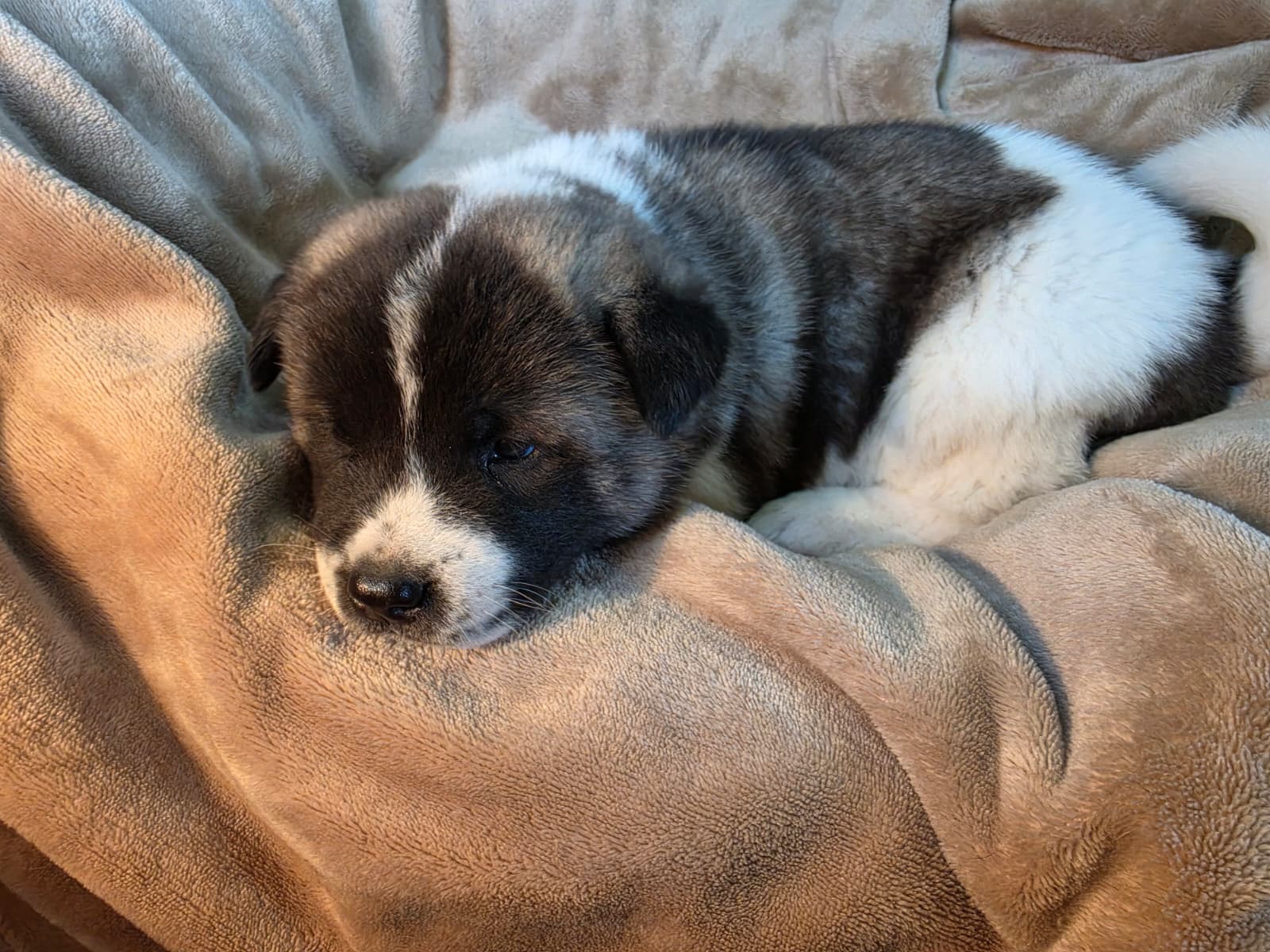 Frank – Akita puppy on hold in Trego, MT