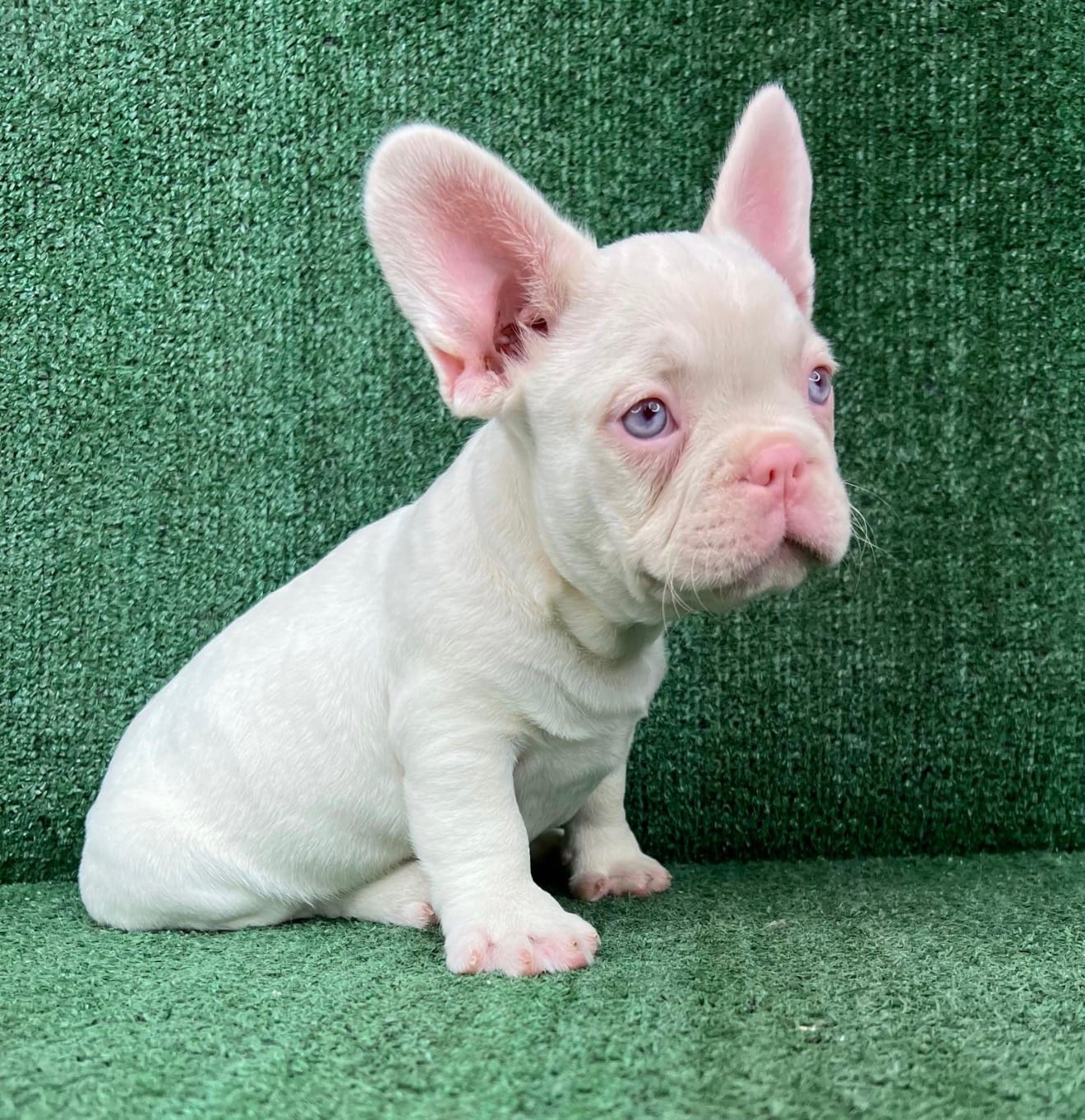 Pinky – French Bulldog puppy for sale in Las Vegas, NV