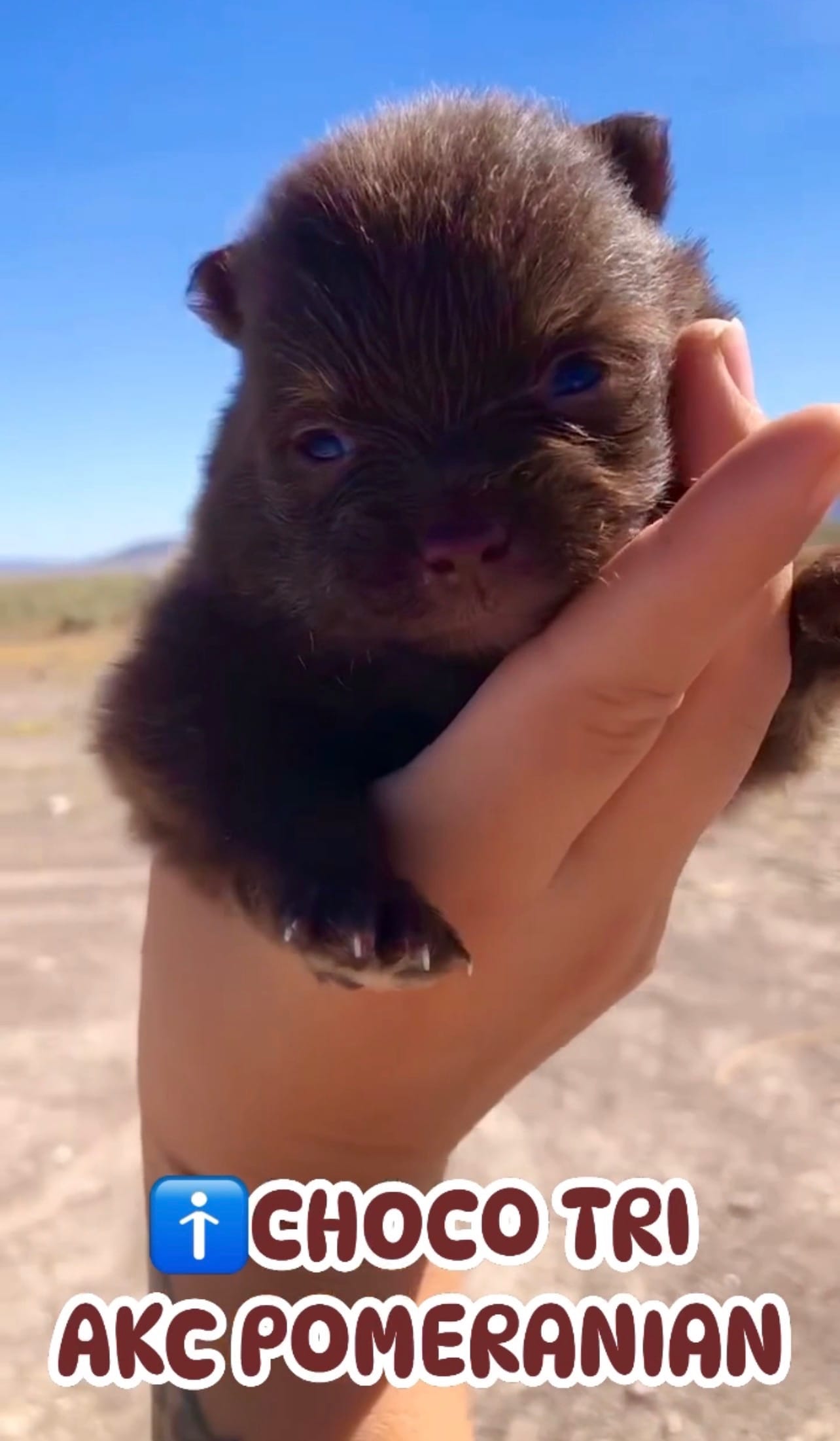 Wonka – Pomeranian puppy for sale in Las Vegas, NV