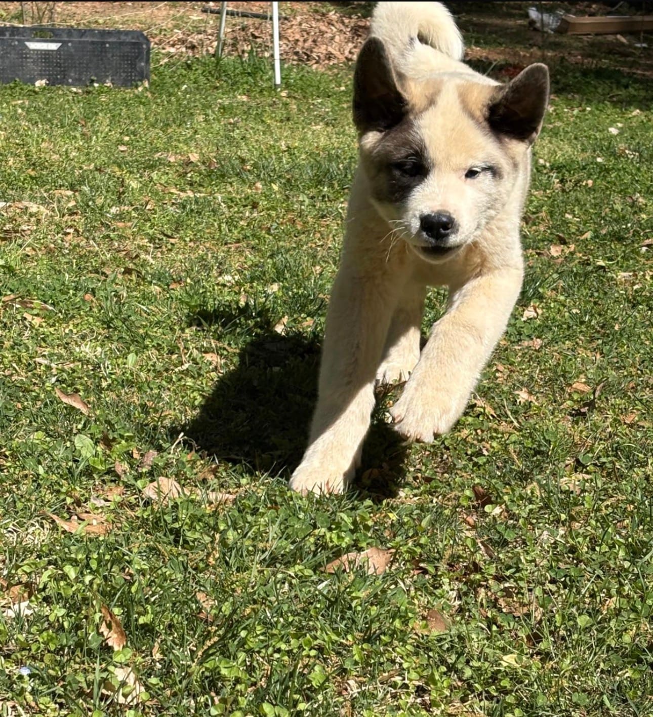 Bandit – Akita puppy for sale in York, SC