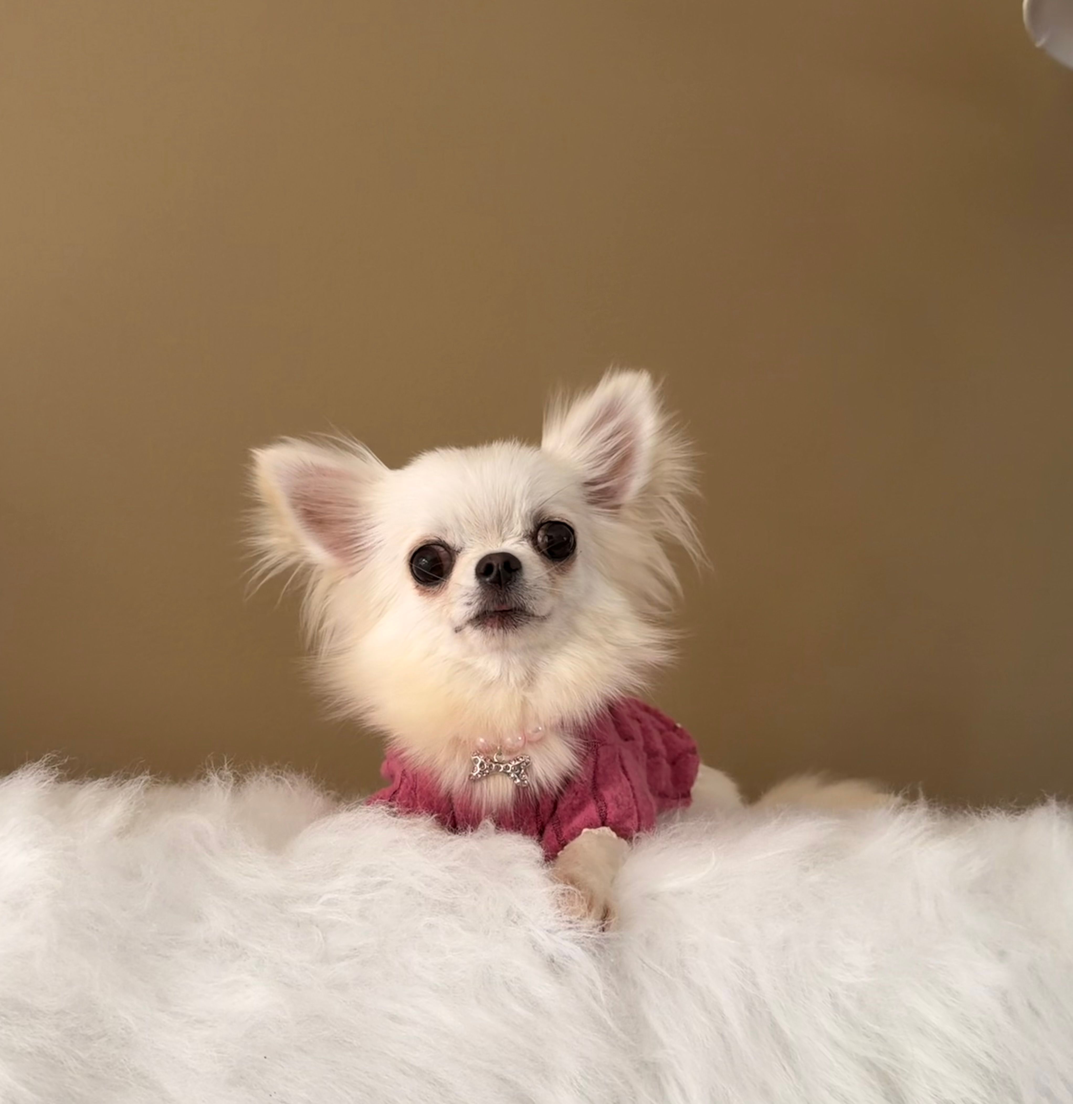 LUNA – Chihuahua puppy for sale in Riverside, CA