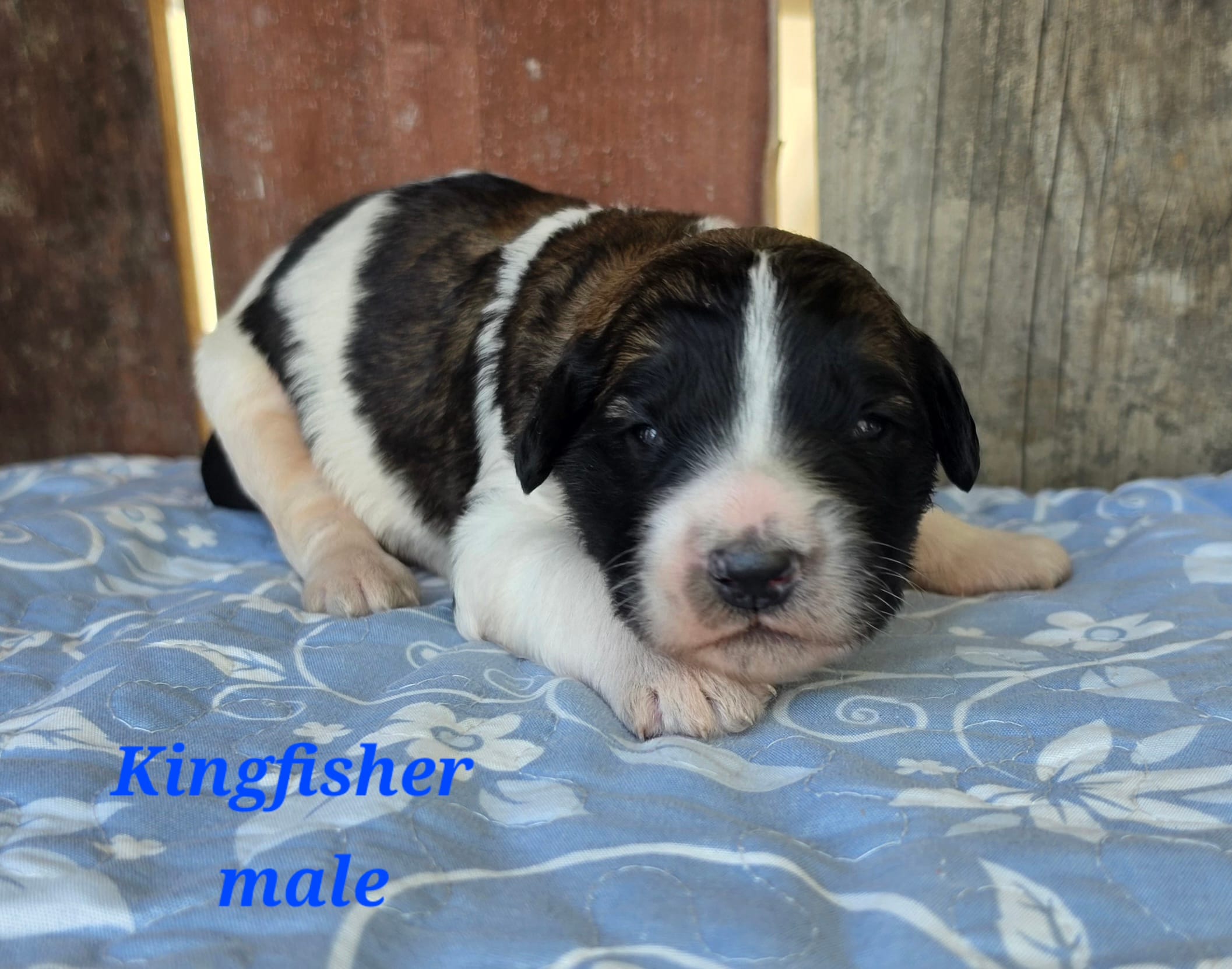 Kingfisher  – Saint Berdoodle puppy for sale in Kewaunee, WI