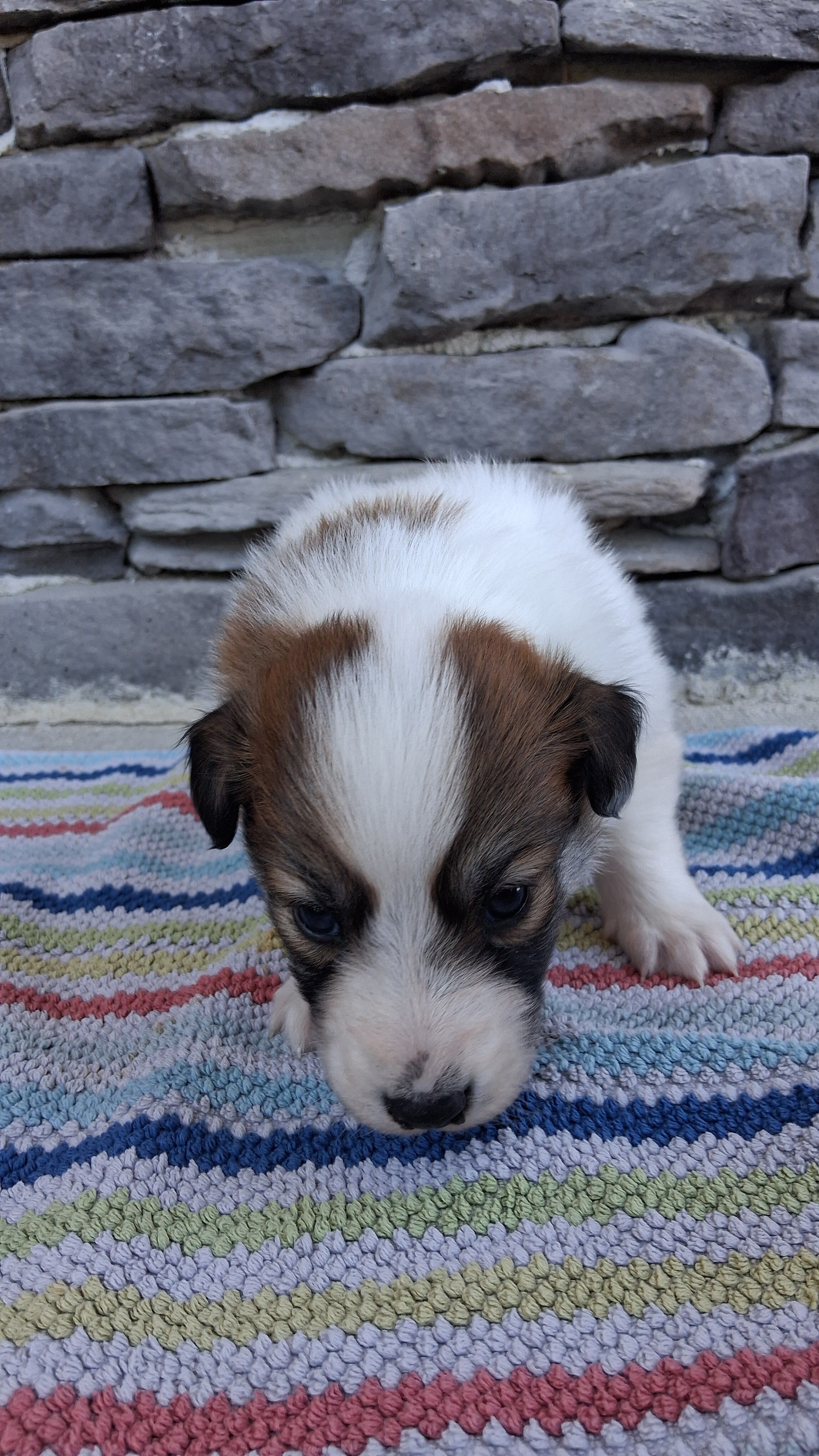 Lucky, a male Collie for sale in Sumter, SC – 3 of 3