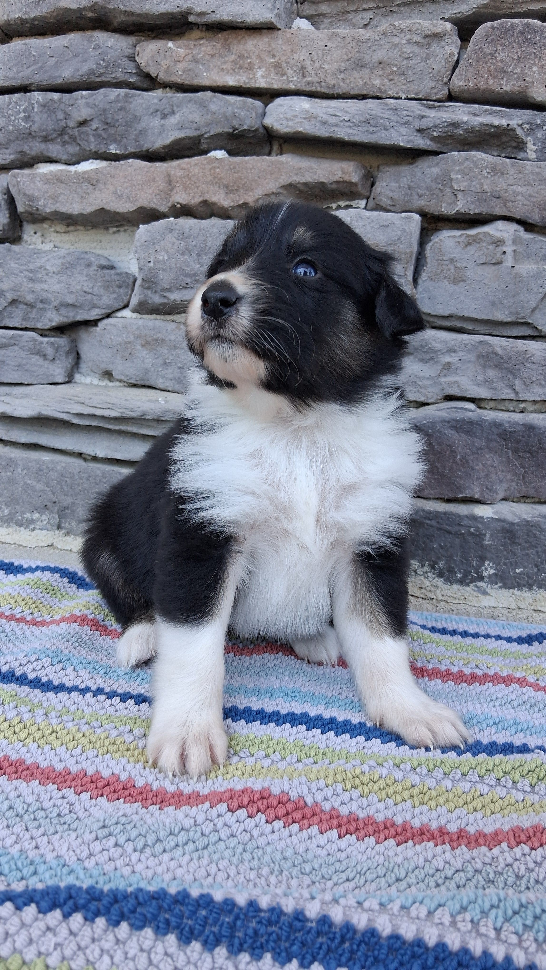 Mackenzie – Collie puppy for sale in Sumter, SC
