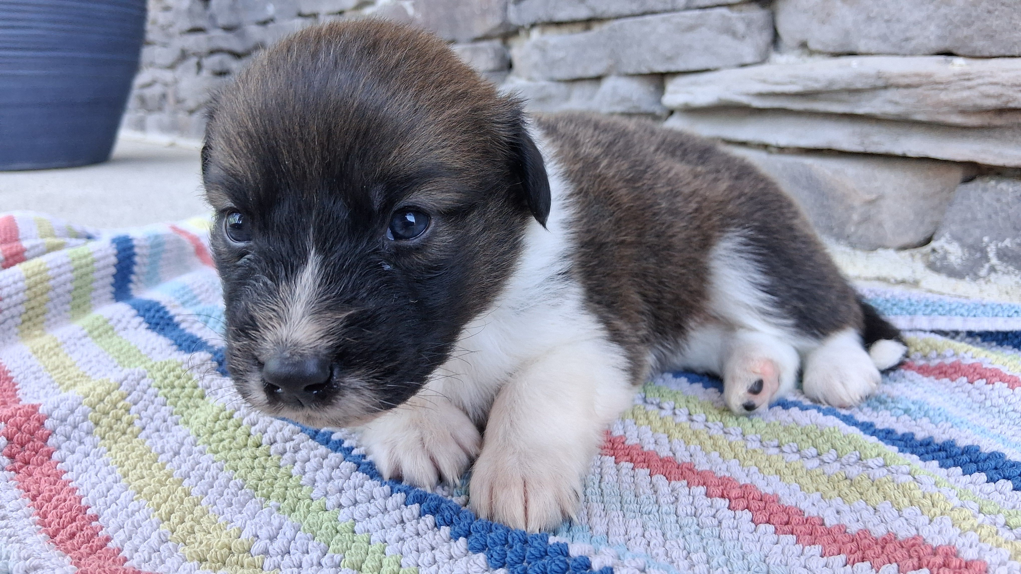 Snickers, a male Collie for sale in Sumter, SC – 2 of 3