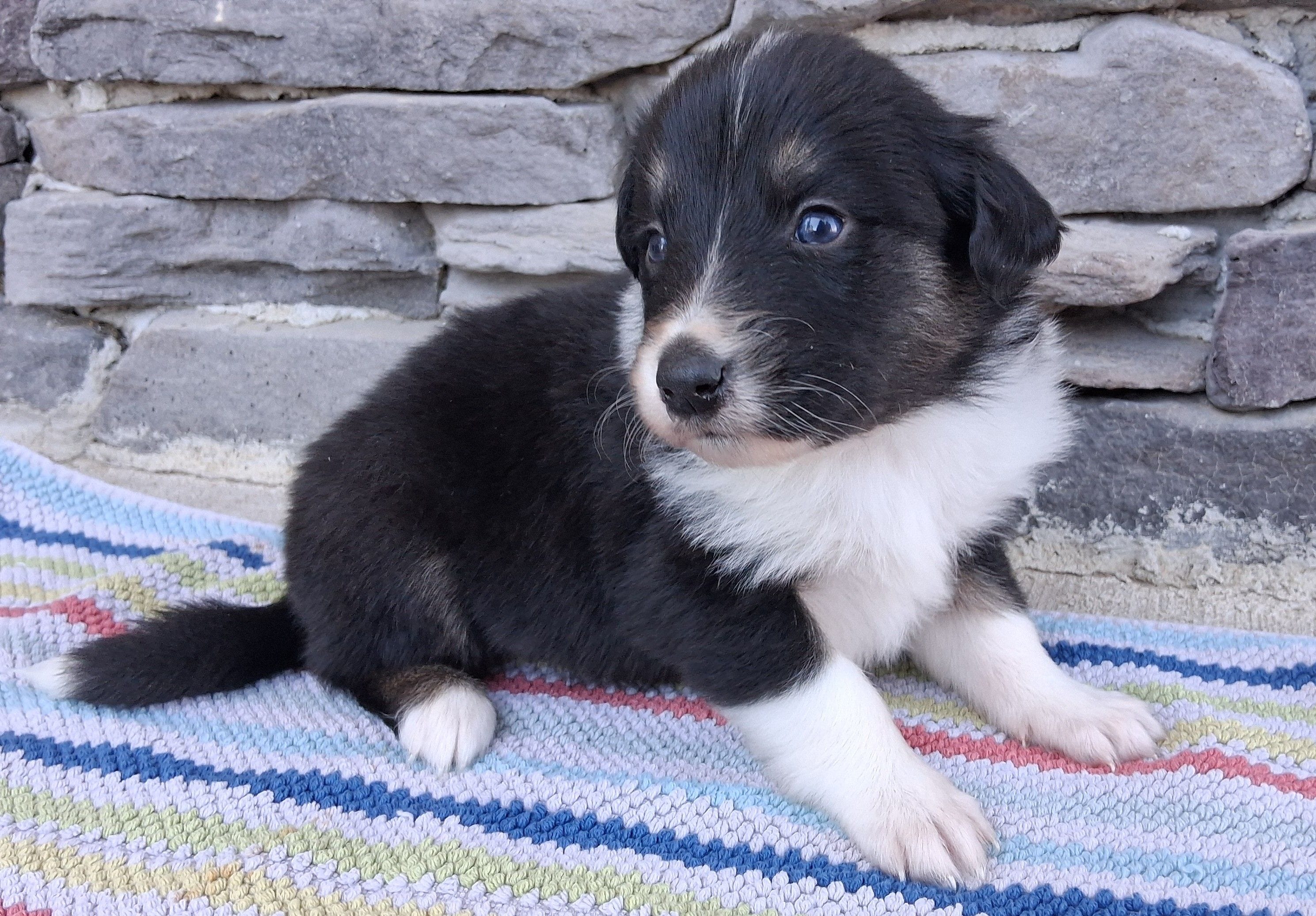 Mackenzie, a female Collie for sale in Sumter, SC – 2 of 3