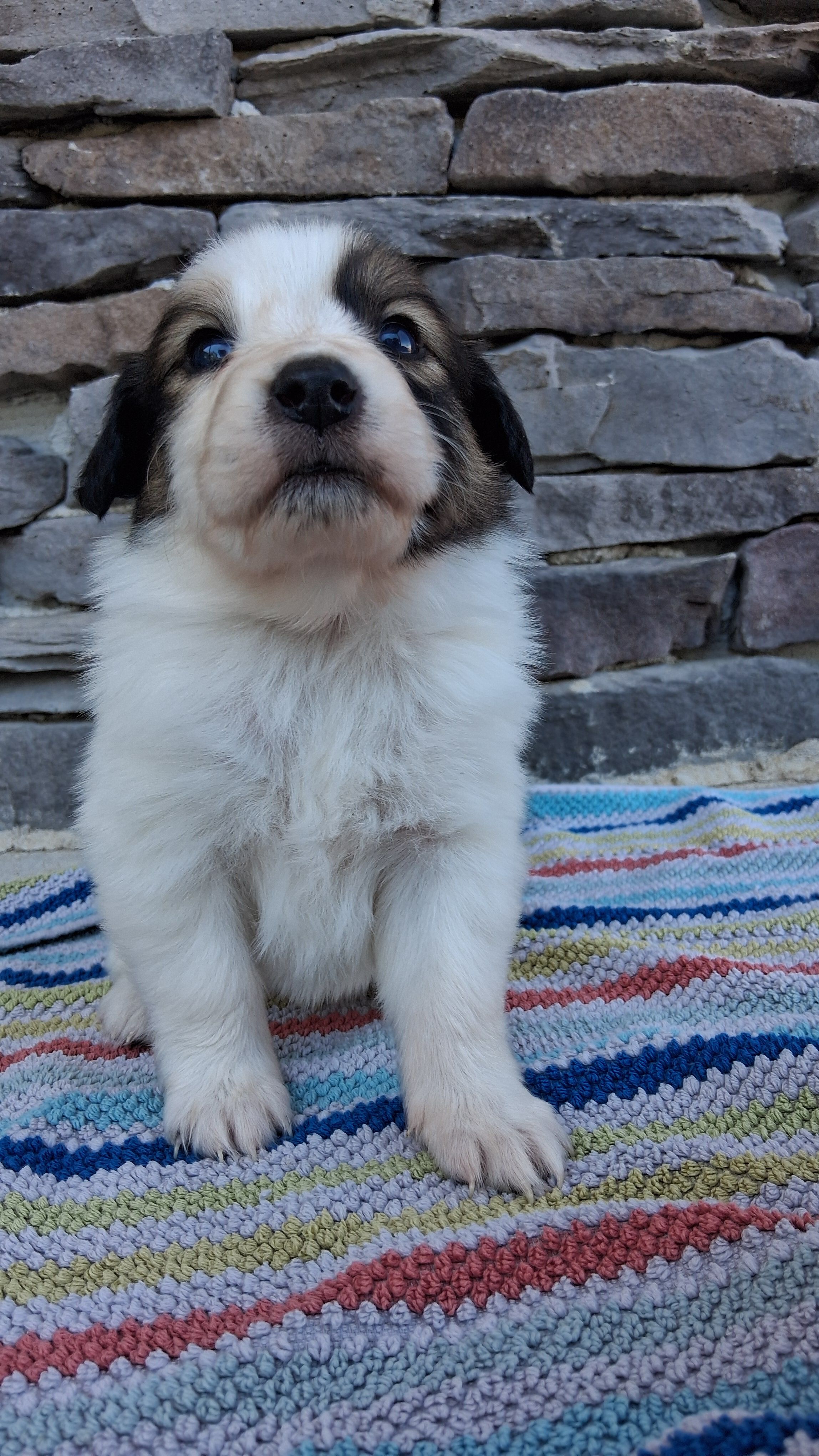 Jack – Collie puppy for sale in Sumter, SC