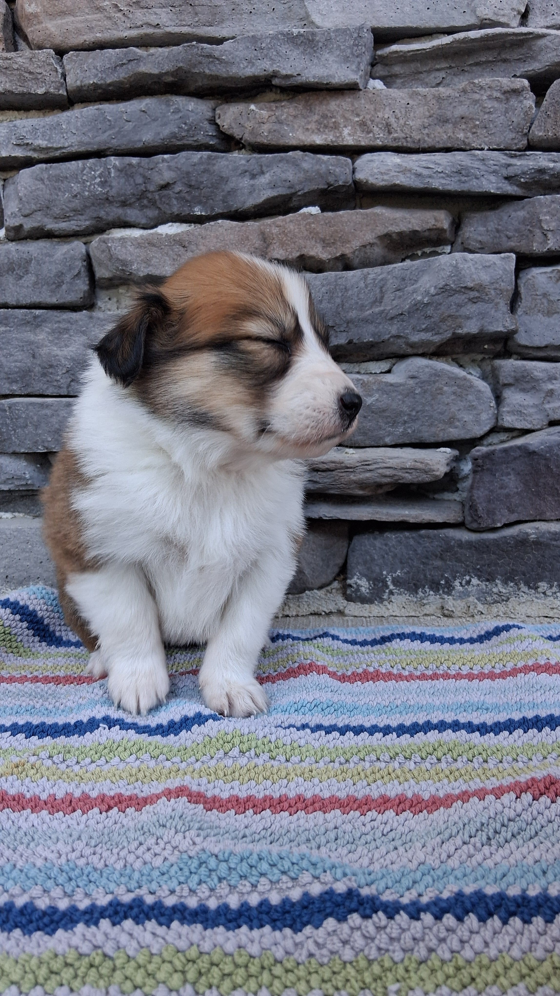 Honey, a female Collie for sale in Sumter, SC – 2 of 3