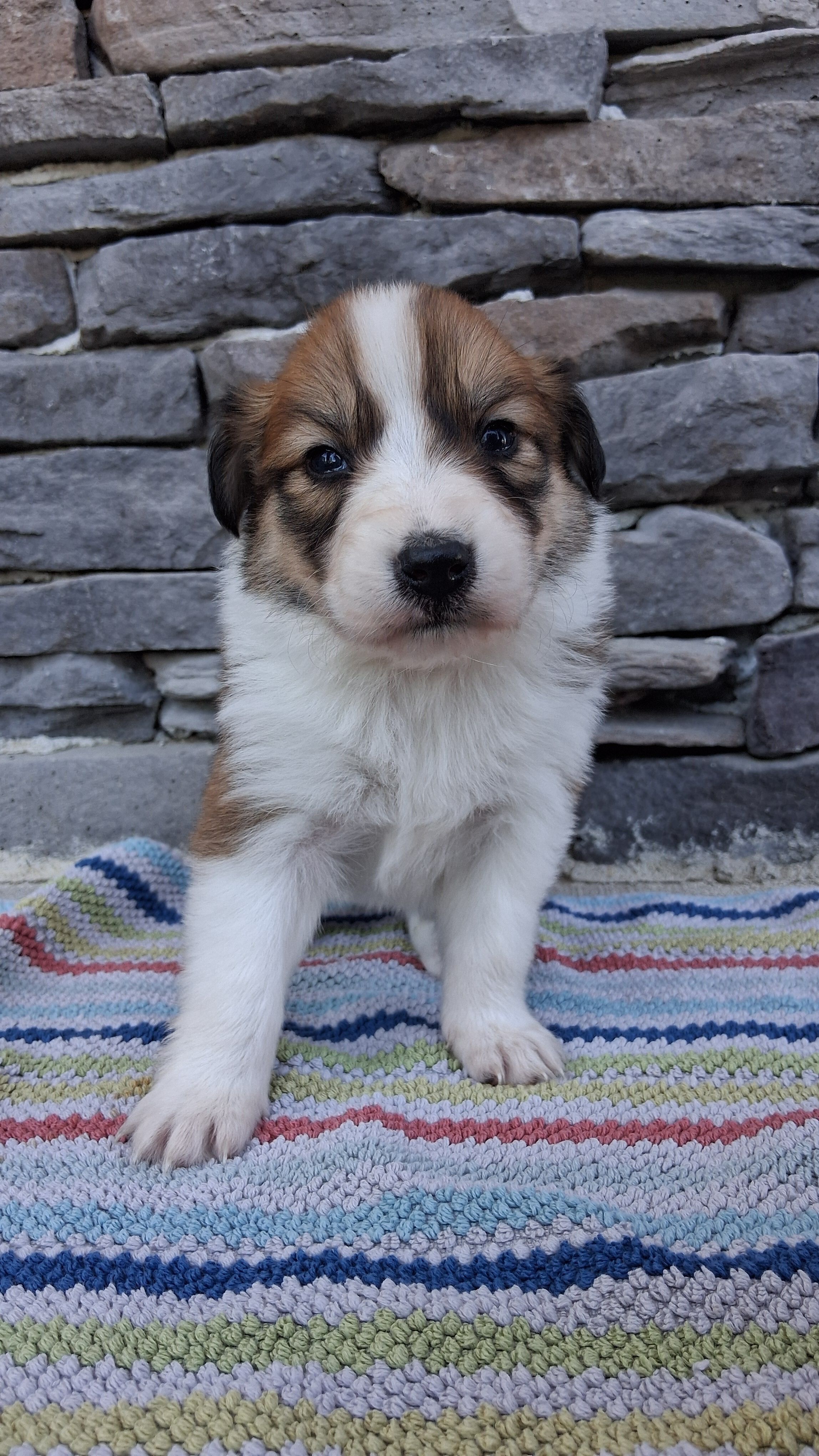 Honey – Collie puppy for sale in Sumter, SC