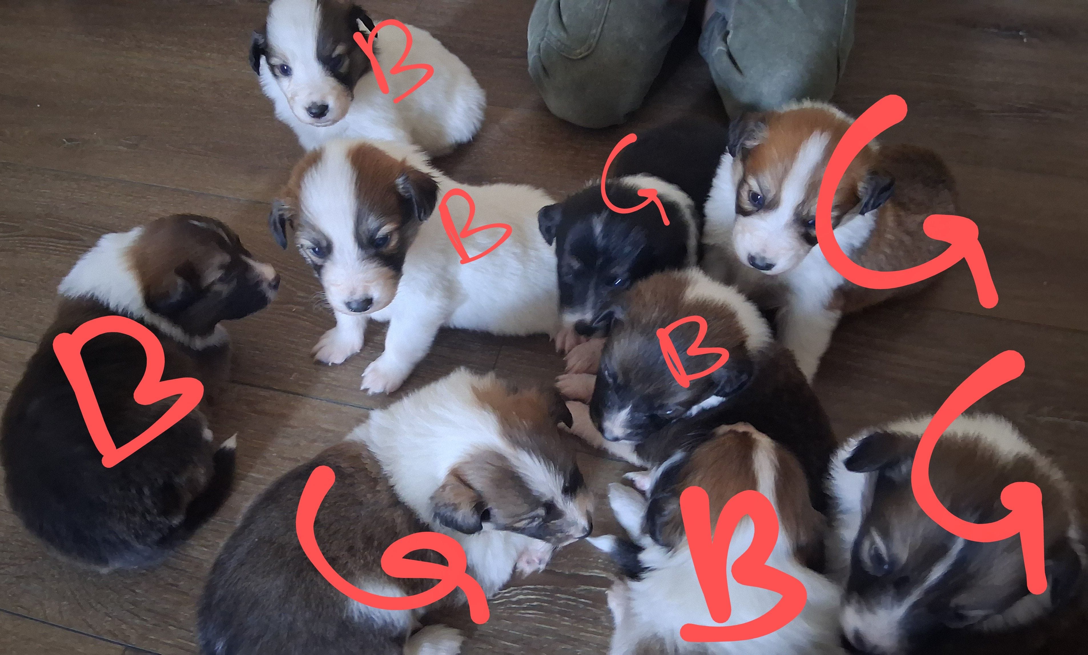 Scotch Collie Puppies – Collie puppy for sale in Sumter, SC