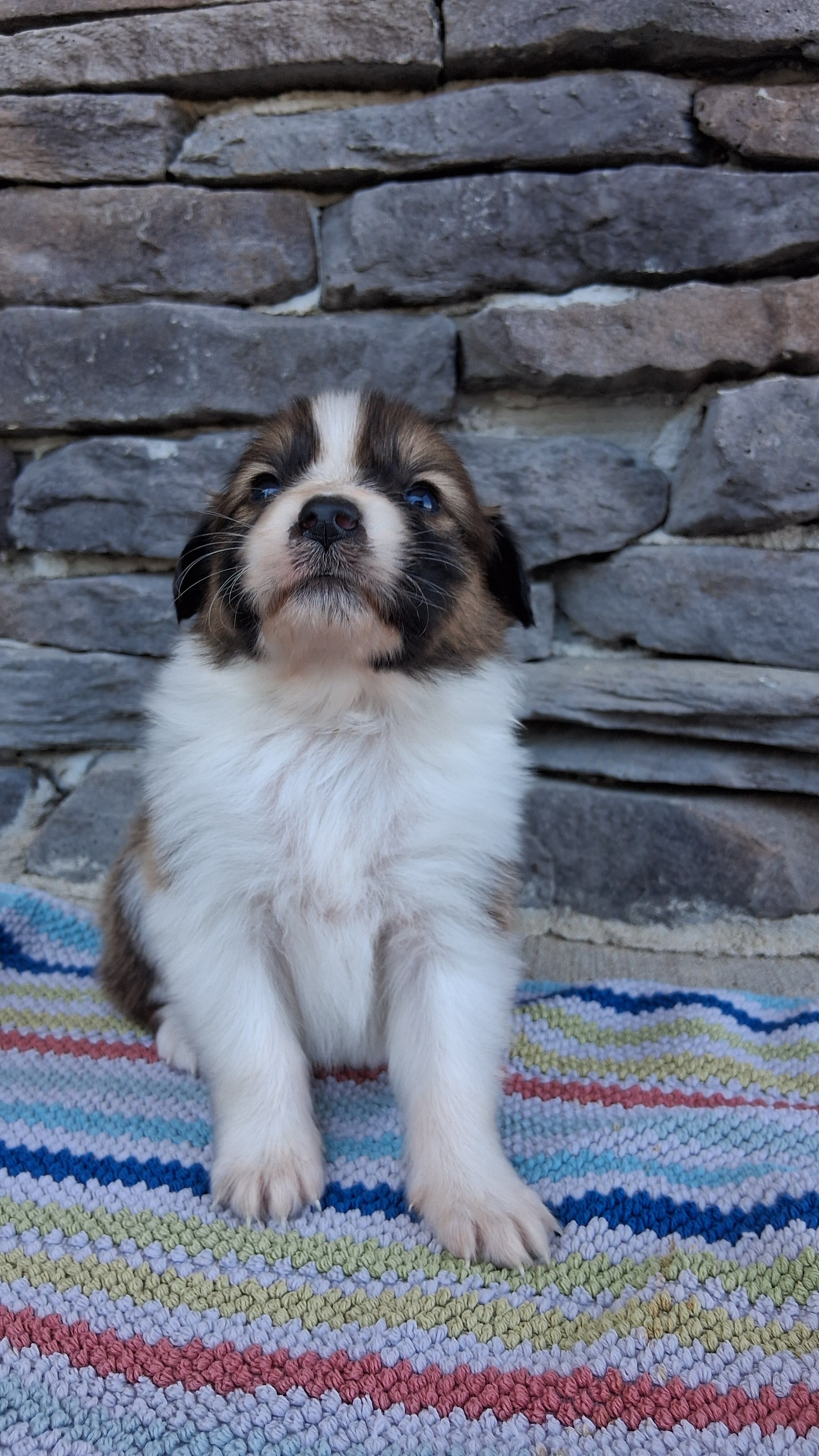 Rusty – Collie puppy for sale in Sumter, SC