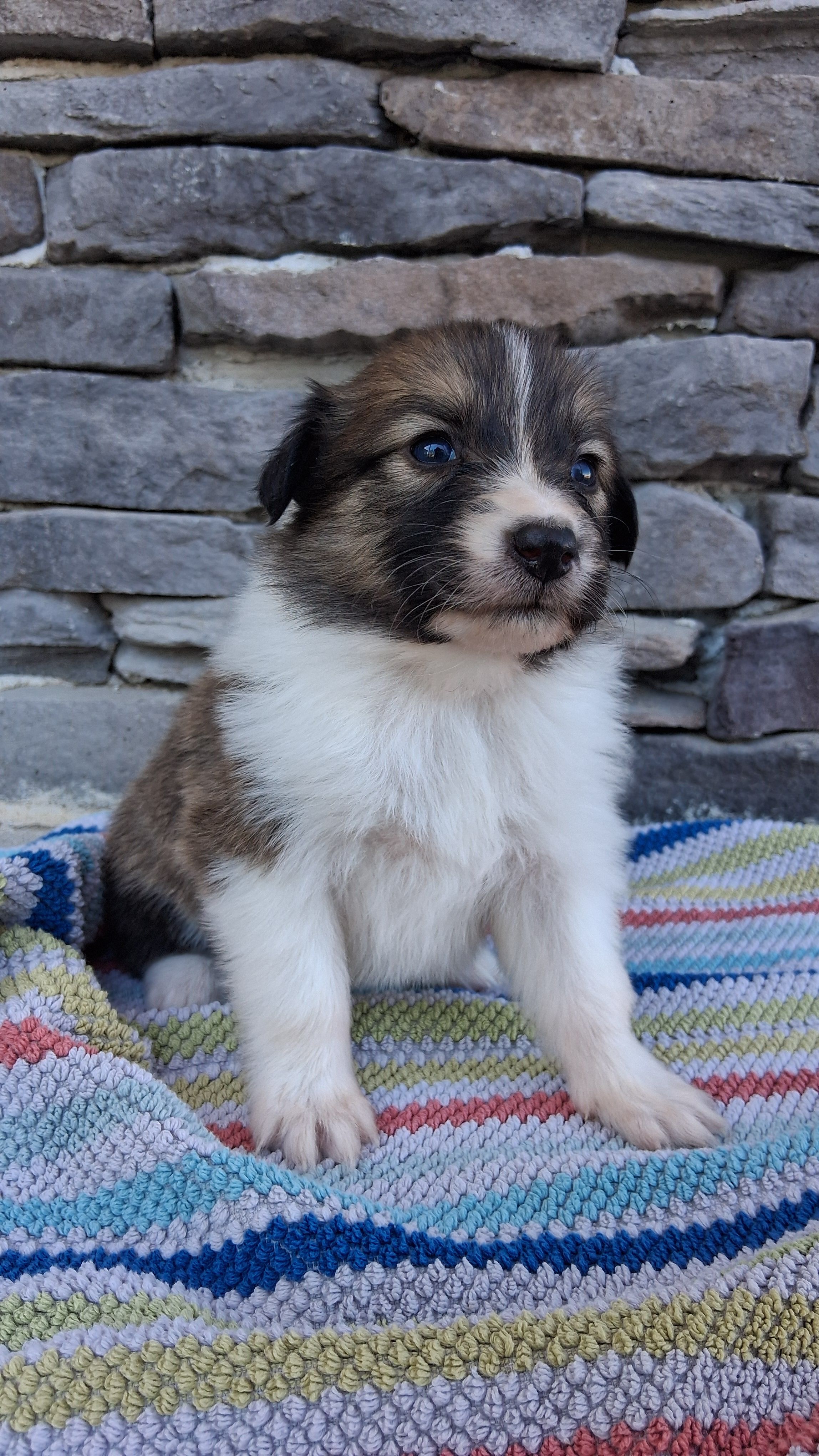 Indie, a female Collie for sale in Sumter, SC – 2 of 3